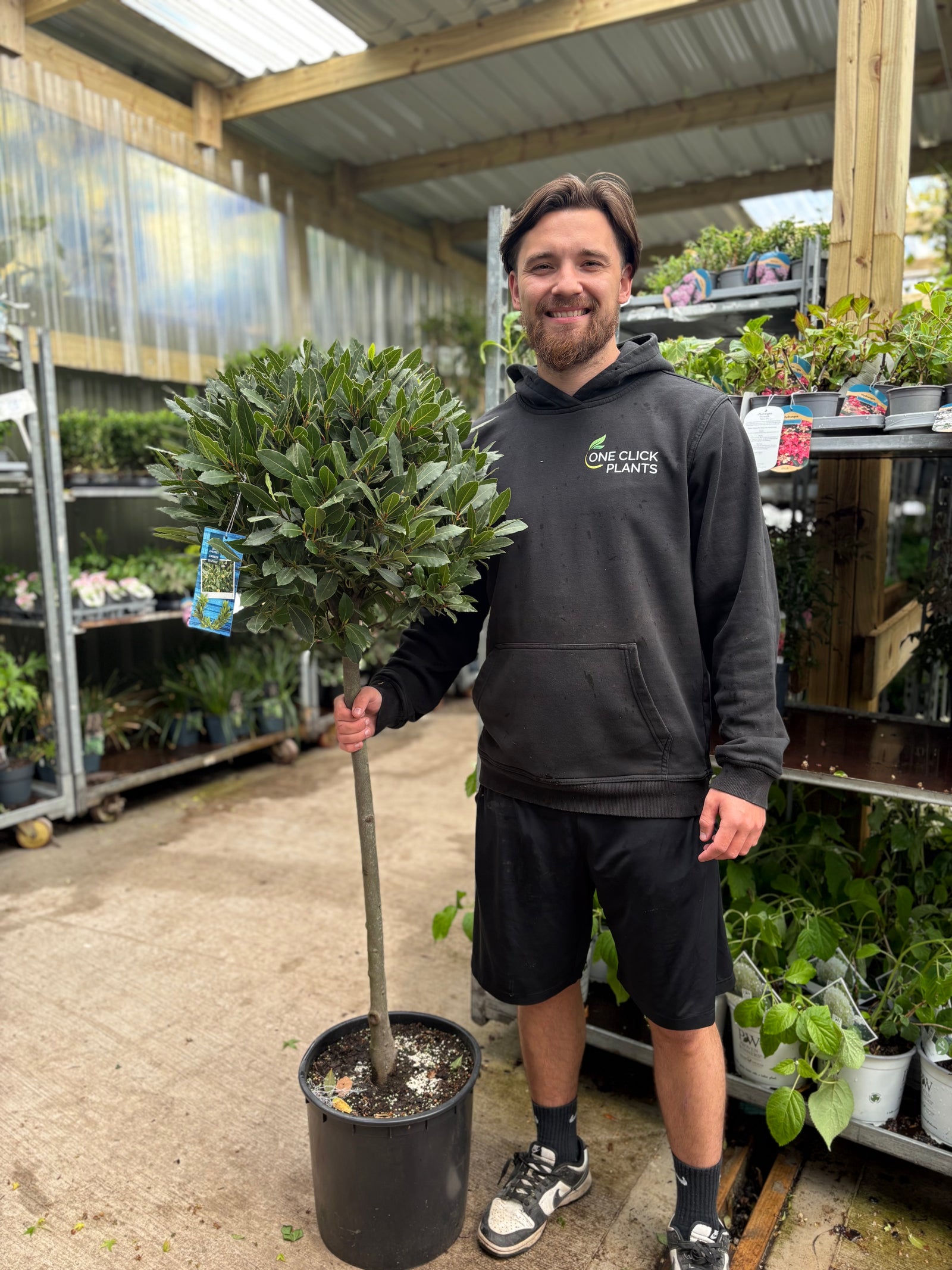 3/4 Standard Bay Tree | Laurus nobilis | 160-170cm inc. pot (Stem: 80-90cm, Head: 50cm)