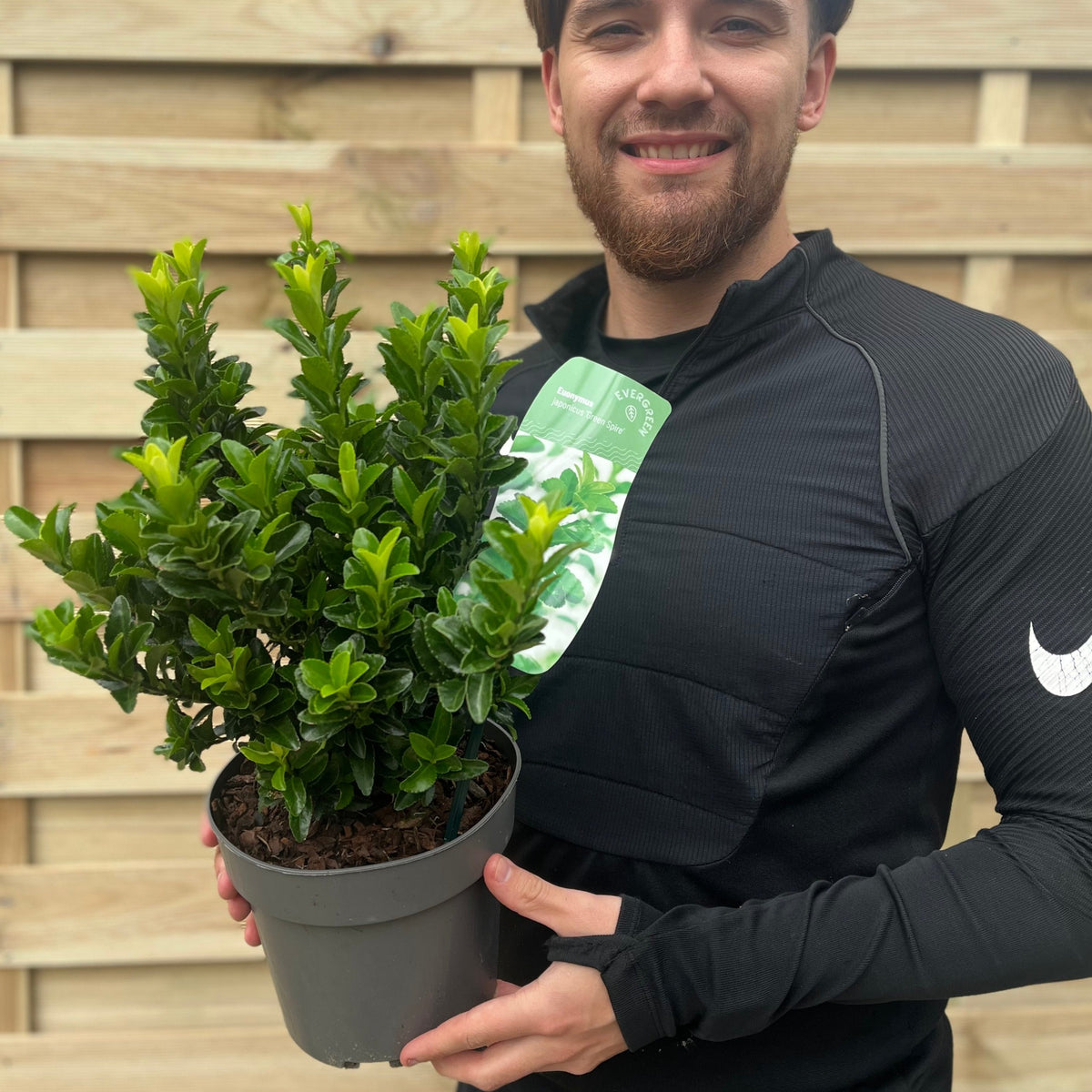 A person in a black long-sleeve shirt smiles while holding a potted Euonymus japonicus &#39;Green Spire&#39; (Multibuy Offers Available) in front of a wooden fence bordered by a neatly trimmed low hedge.