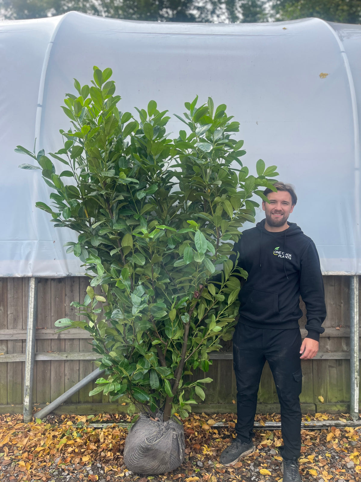 A man in a black hoodie and pants stands next to a 7-8ft Established Bushy ROOTBALL Cherry Laurel Hedge Plant (210-240cm) outdoors by a wooden fence and a white greenhouse.