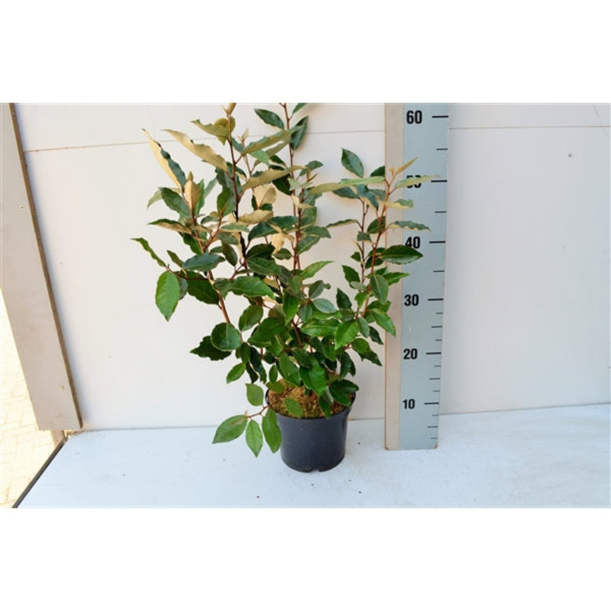 An Elaeagnus x ebbingei Compacta shrub, ideal for hedges, stands beside a vertical scale reaching 60 cm. The plant’s height is about 55 cm. Multibuy offers available.