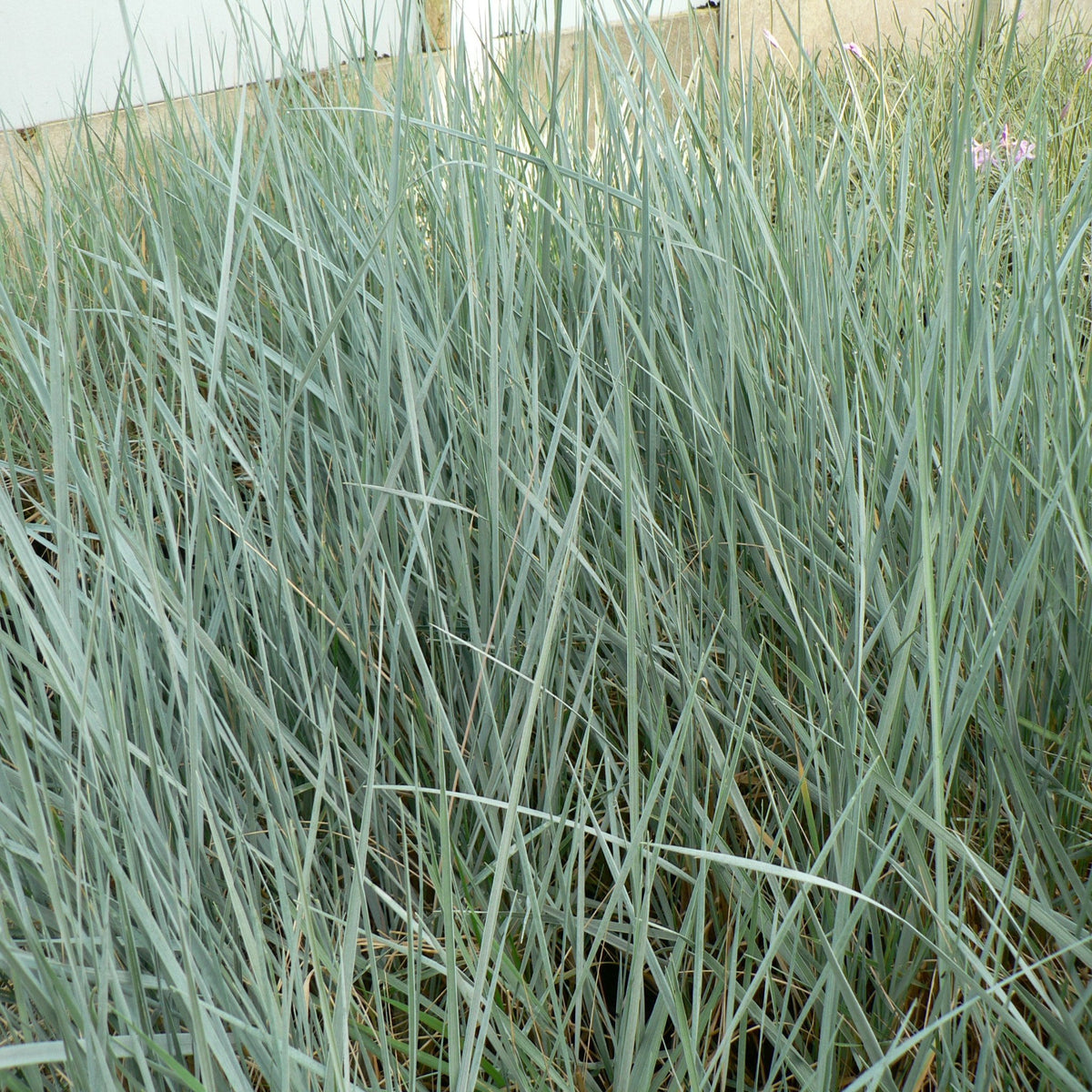 Elymus magellanicus 9cm