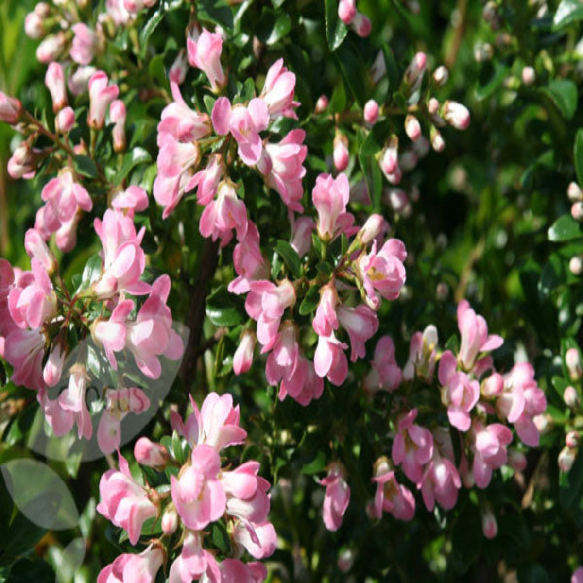 Escallonia &#39;Apple Blossom&#39; 9cm is an evergreen shrub with clusters of small pink flowers and glossy dark green leaves, ideal for coastal gardens and thriving in bright sunlight.