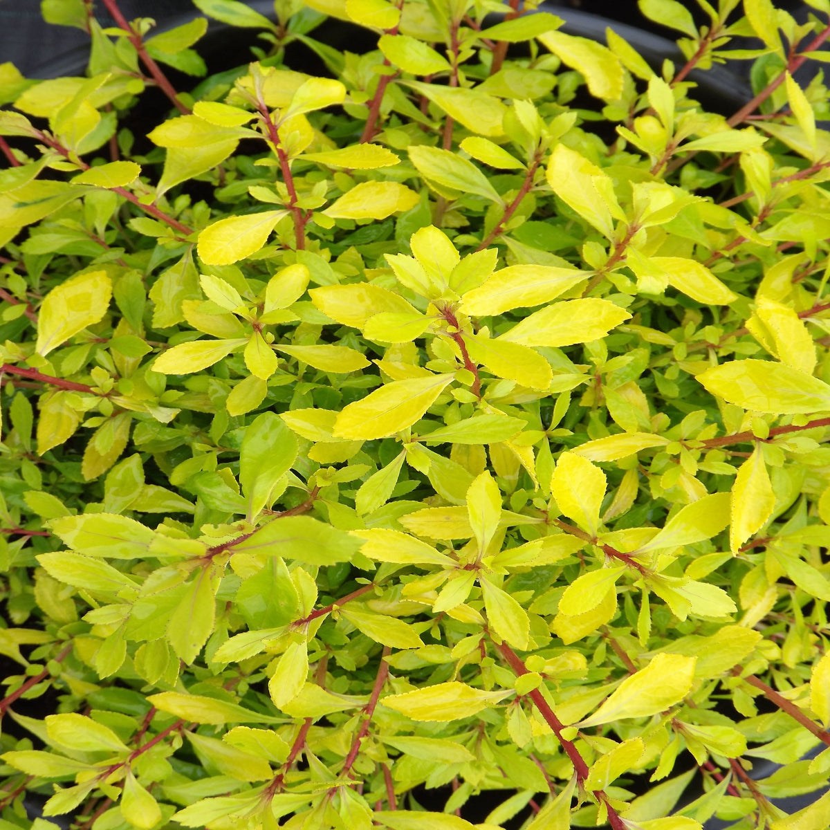 Escallonia &#39;Golden Carpet&#39; 9cm