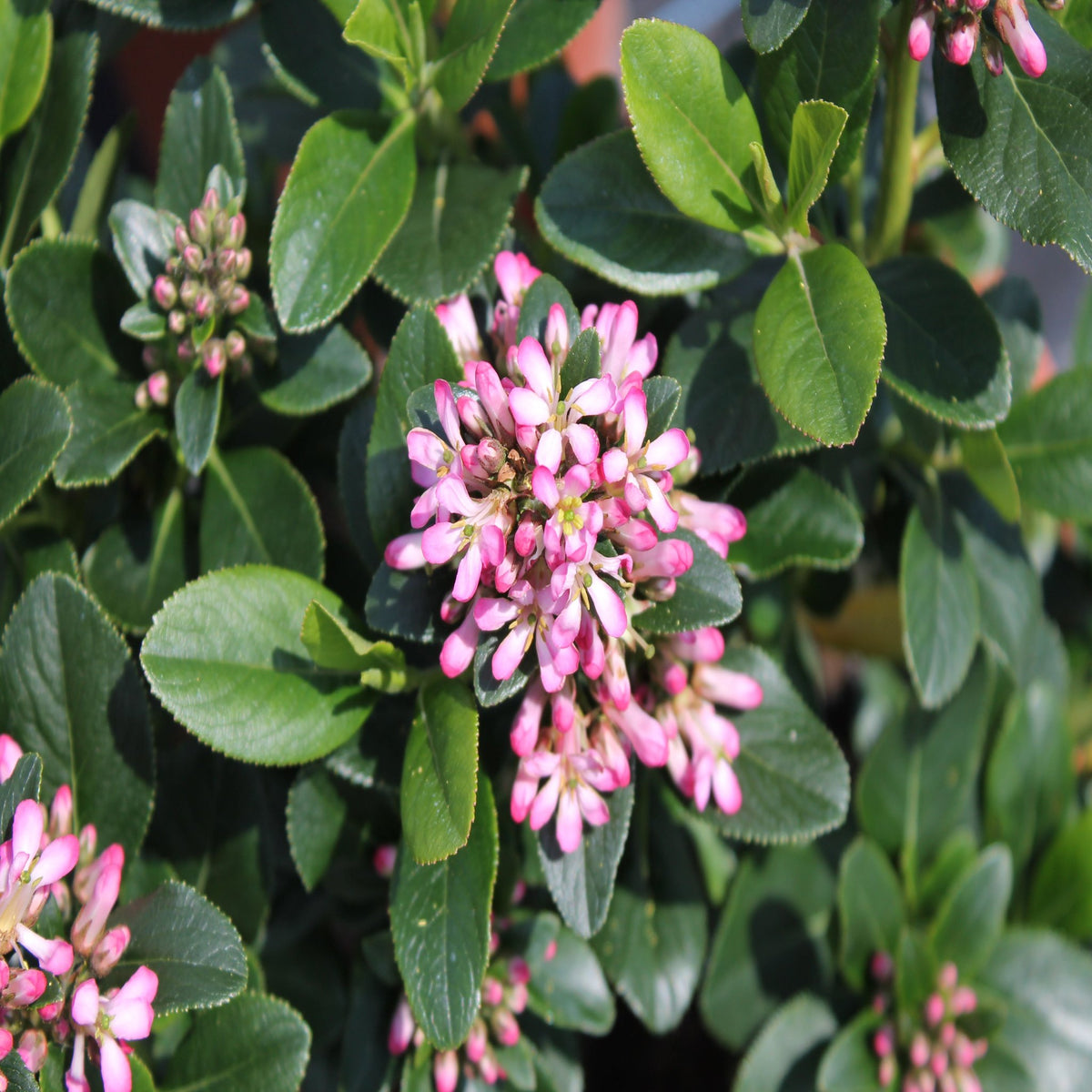 The evergreen Escallonia &#39;Pink Elle&#39; 9cm features glossy green leaves and clusters of small pink and white flower buds, with additional buds emerging in the background.