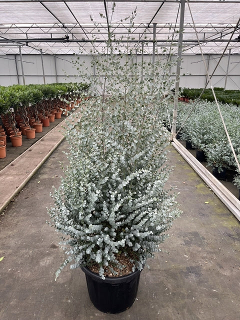 A 200cm Eucalyptus gunnii Azura in a 45L pot displays silver-blue foliage in a greenhouse aisle, with rows of other potted plants on concrete flooring beneath a translucent roof. Multibuy offers available.