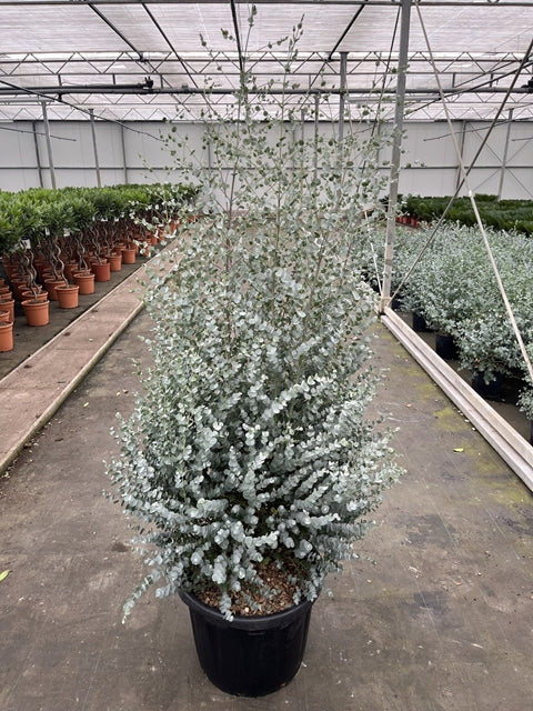 Eucalyptus gunnii Azura (200cm) 45L (Multibuy Offers Available)