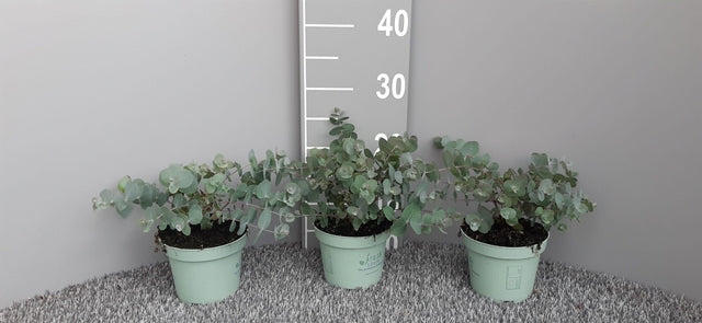 Three Eucalyptus gunnii Louis plants in 9cm-3L pots, noted for silver-blue foliage, are arranged on a gray carpet before a height chart, with the tallest shrub slightly over 30cm.