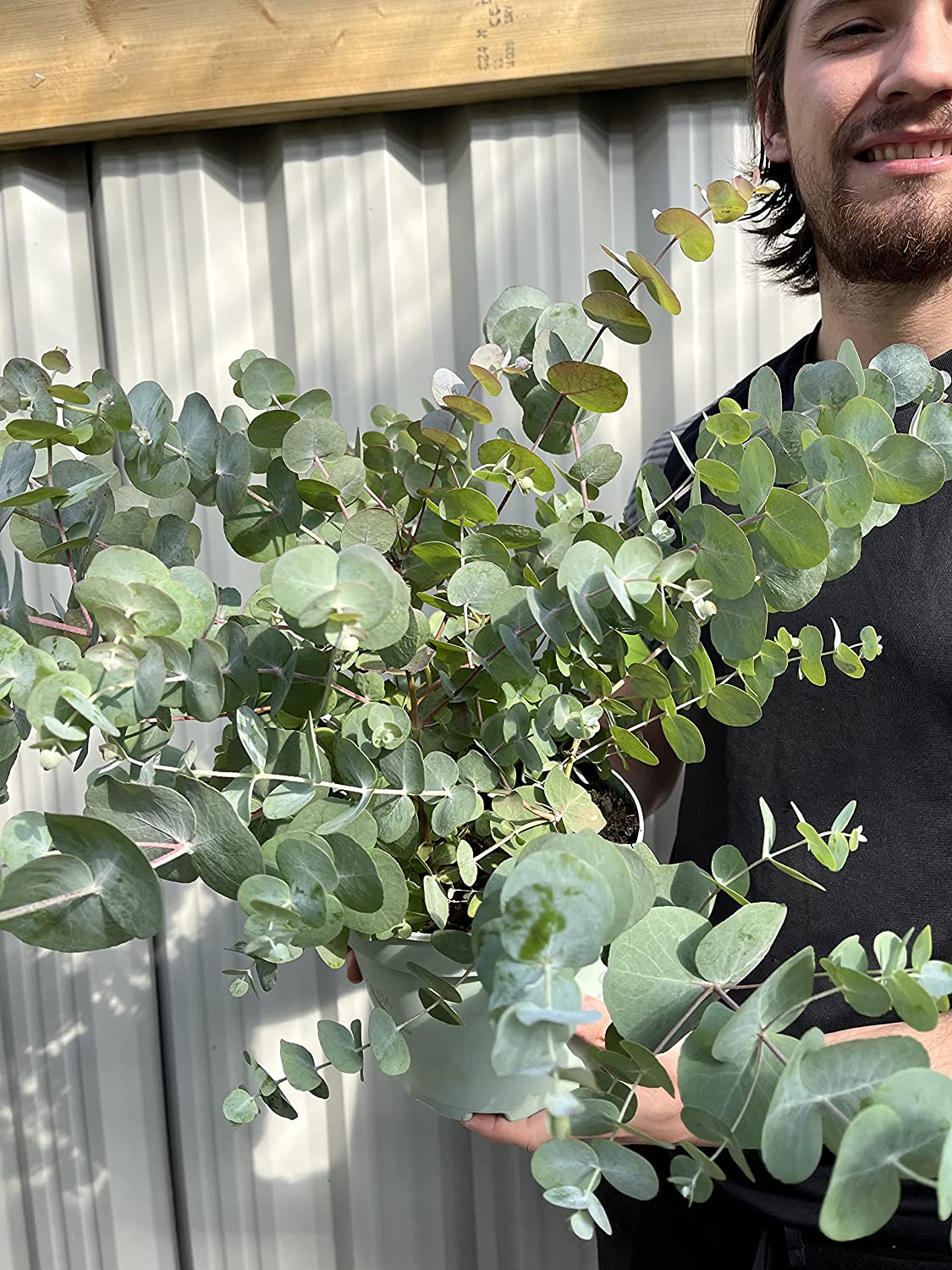 A person holds a Eucalyptus gunnii Louis 9cm-3L with silver-blue foliage in a white pot, standing in front of a corrugated metal wall and wooden beam. Only part of their smiling face is visible.