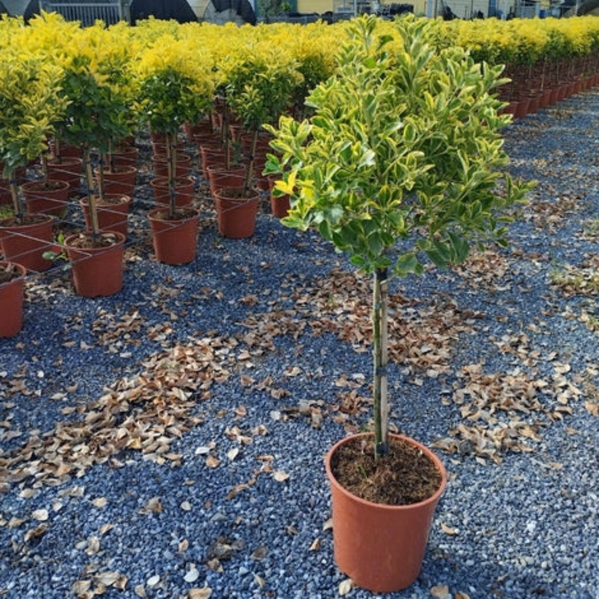 Special offer: Half Standard Euonymus japonica &#39;Aureus&#39; 100cm (2 for £54.99)