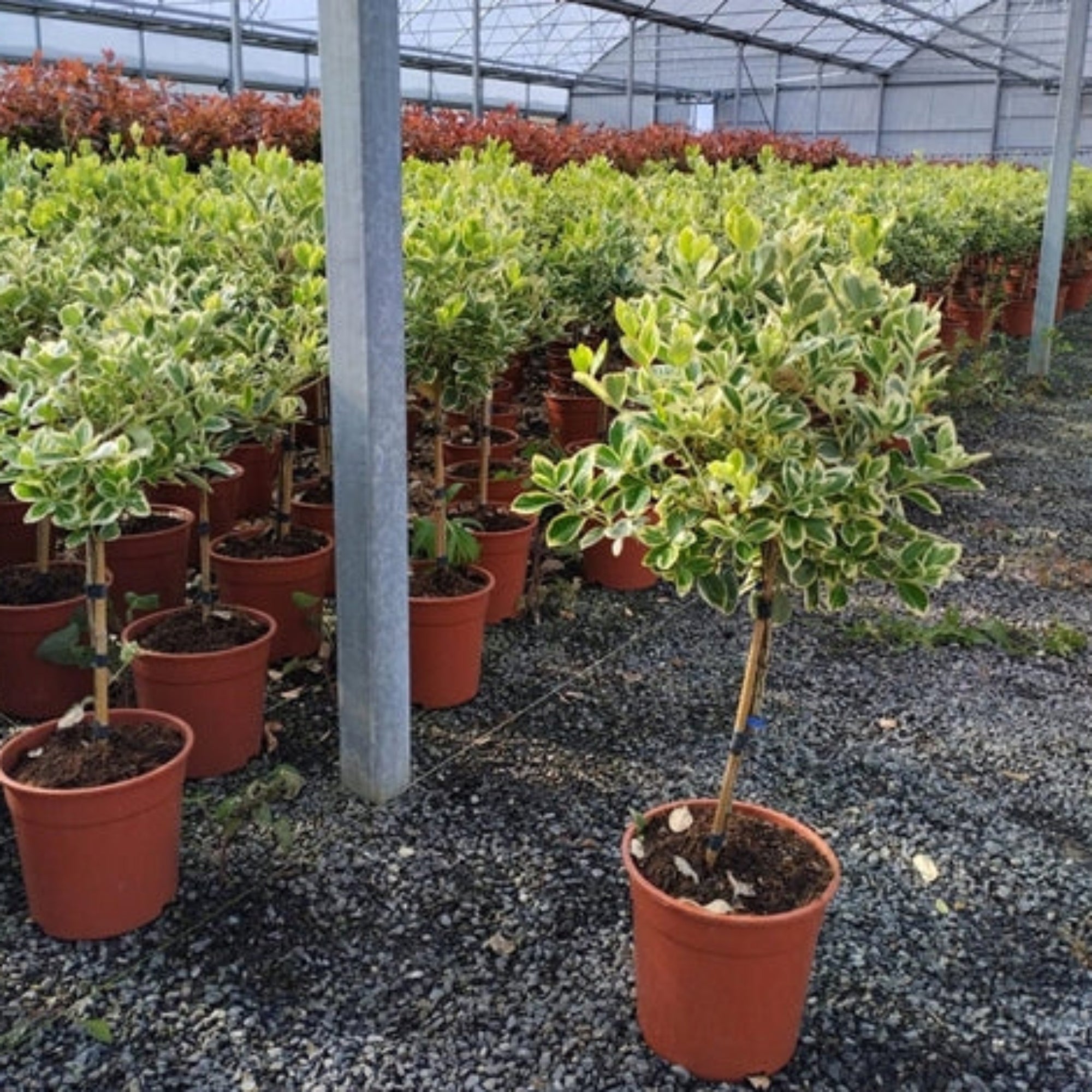 Special offer: Half Standard Euonymus japonica 'Bravo' 100cm (2 for £54.99)
