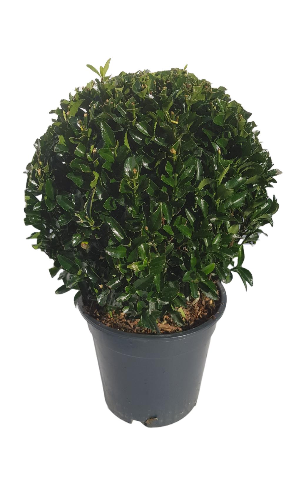 The Euonymus japonicus Ball &#39;Green Spire&#39; 2L is a round, neatly trimmed green shrub with small evergreen leaves, supplied in a black plastic pot. Perfect for garden borders and year-round foliage interest.