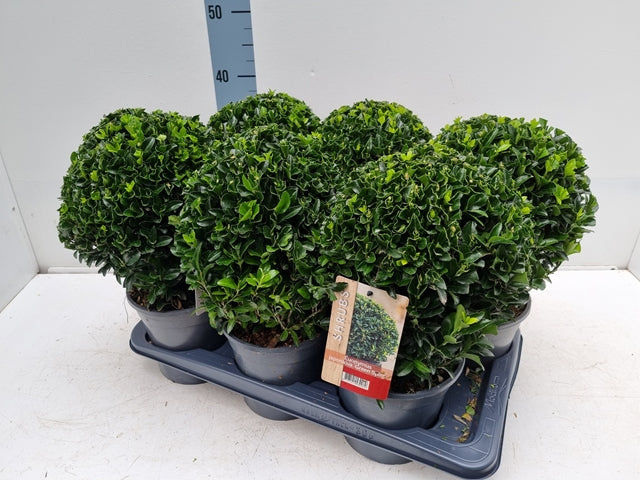 Euonymus japonicus Ball 'Green Spire' 2L