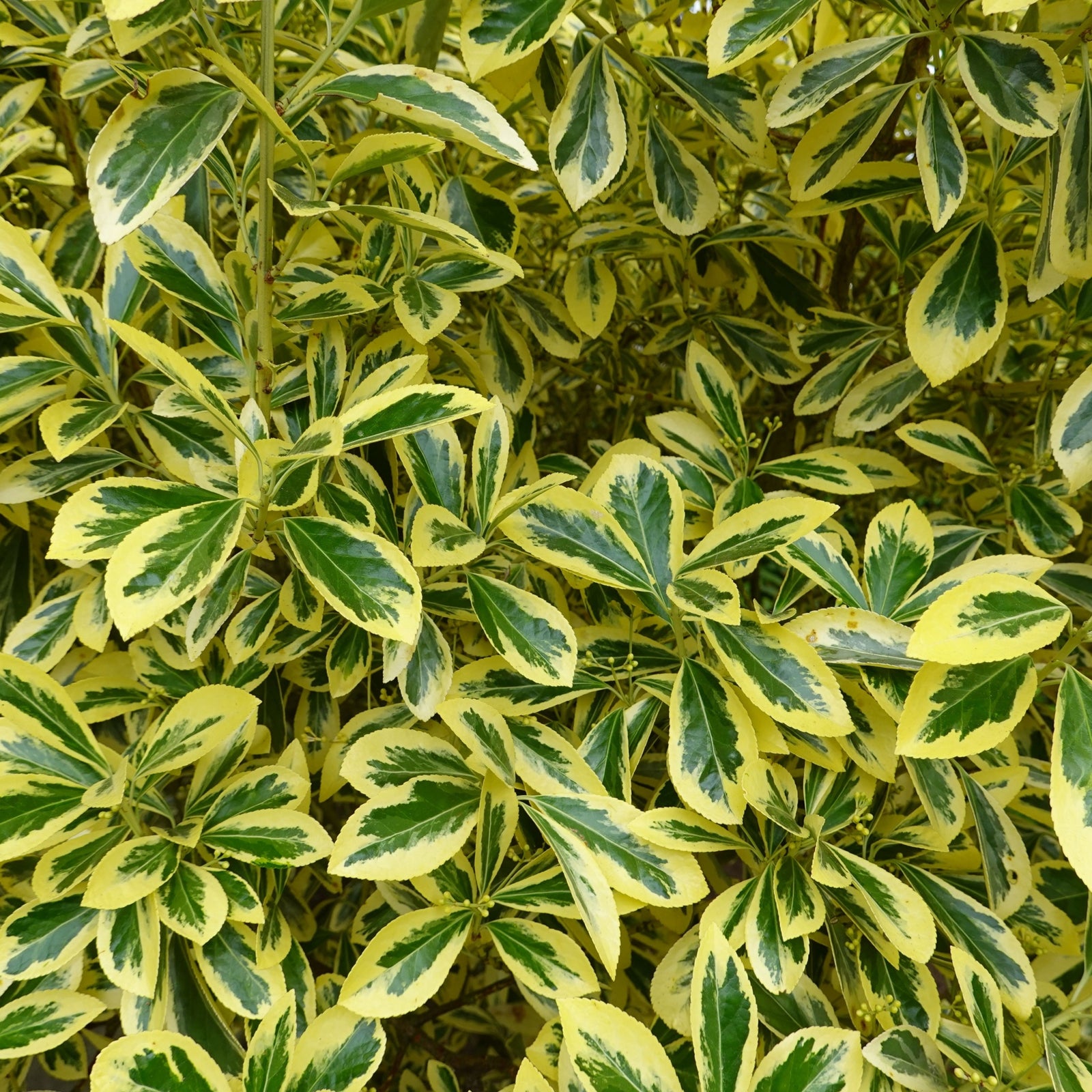 Euonymus japonica 'Aureomarginatus' 2L