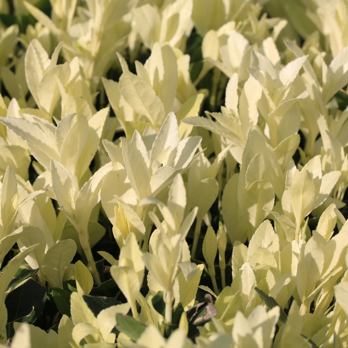Close-up of a dense cluster of light green leaves