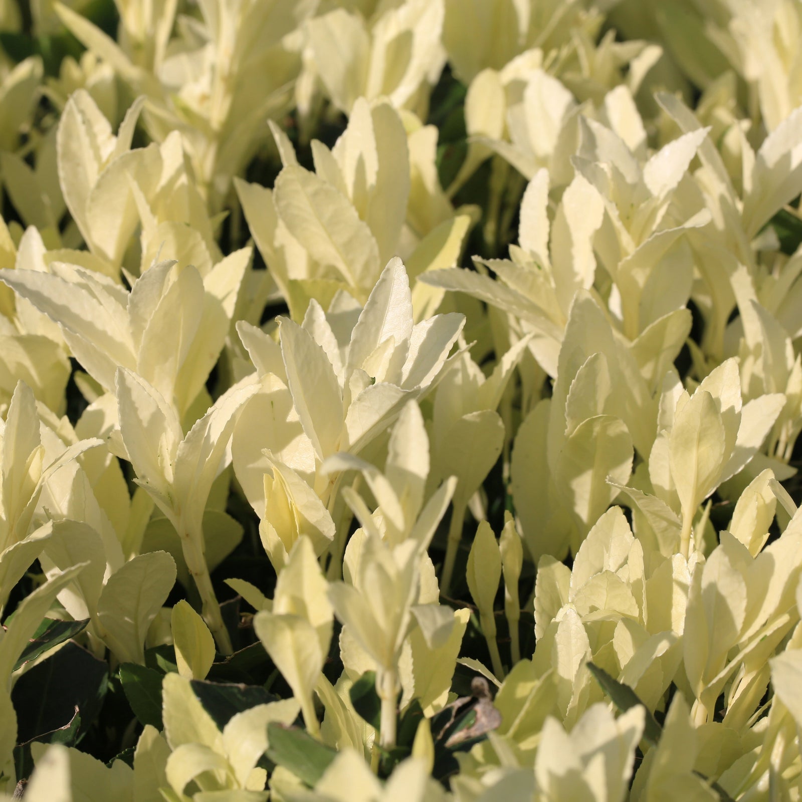Close-up of a dense cluster of light green leaves