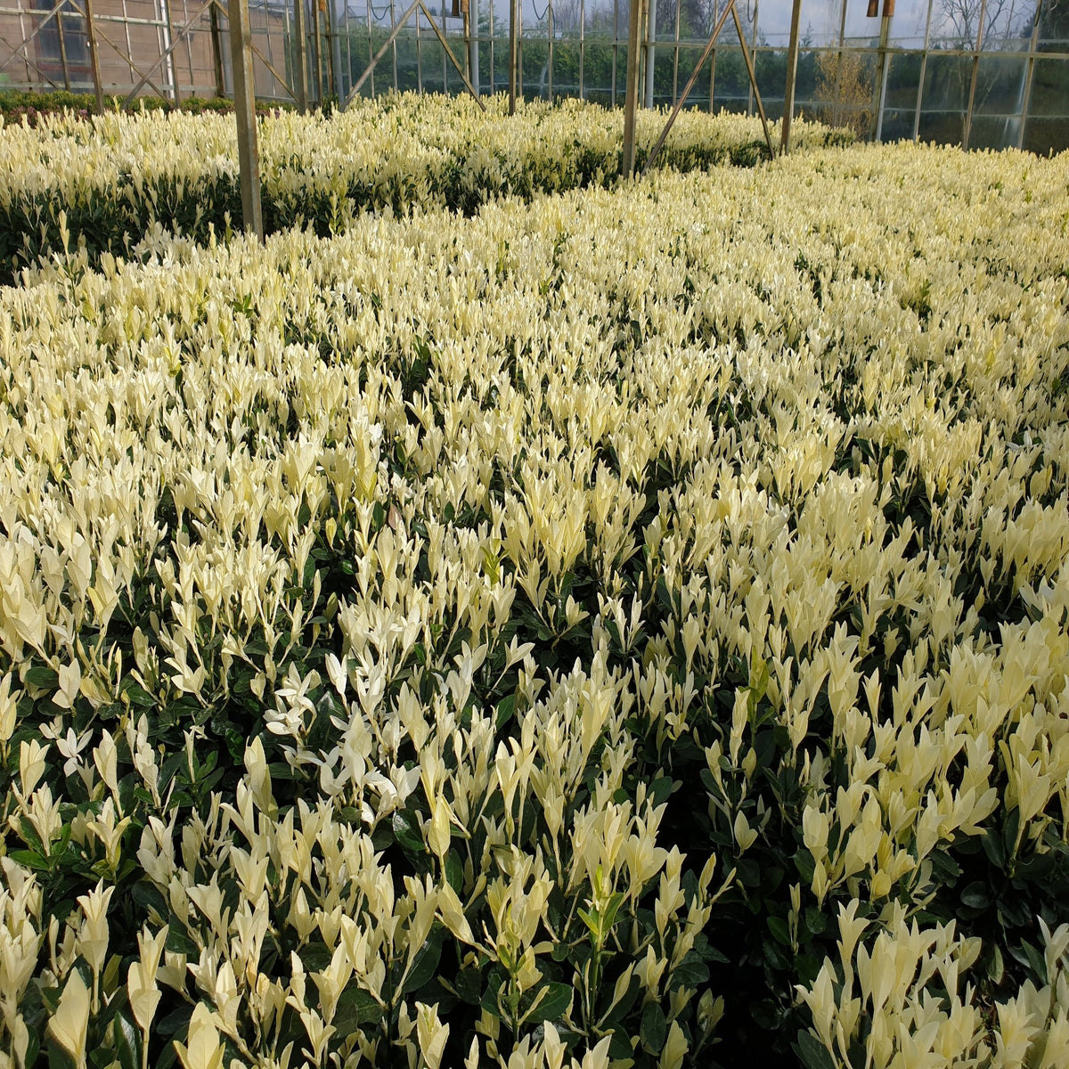 Euonymus japonica &#39;Himalaya&#39; 9cm/2L/5L