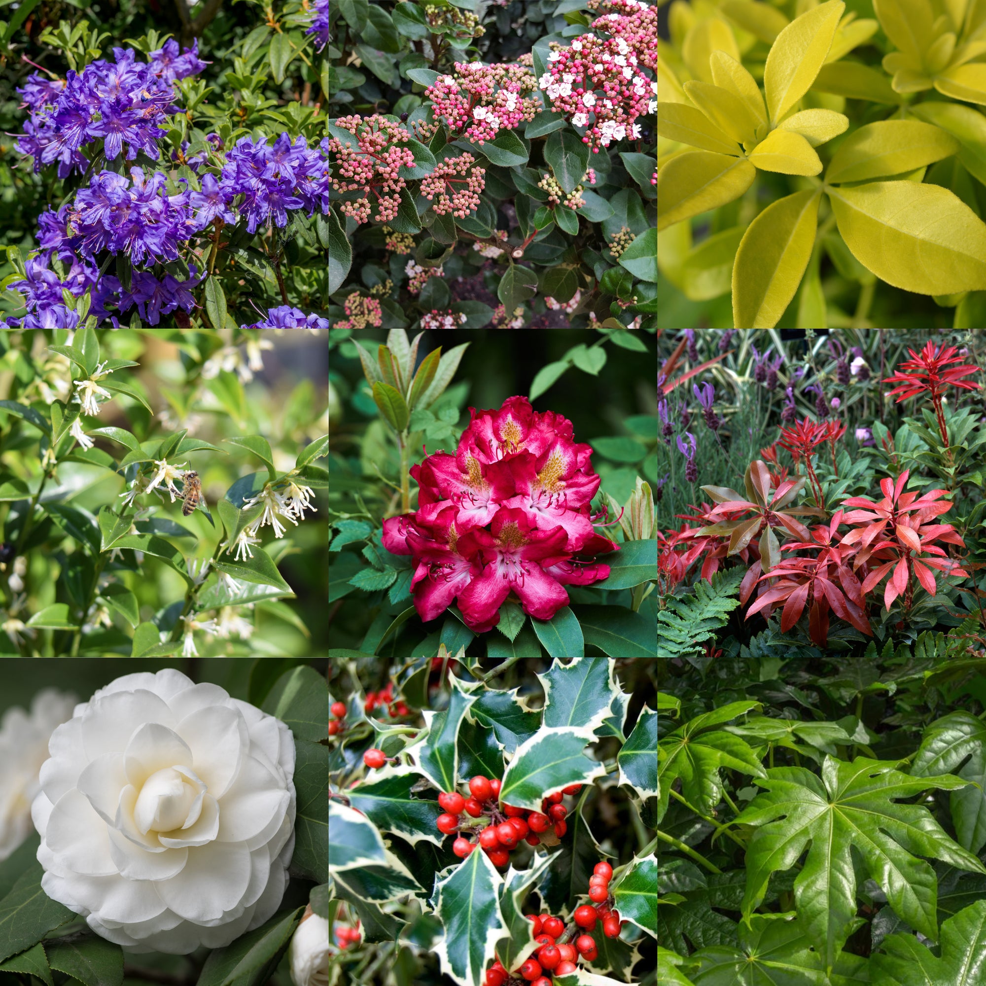 Evergreen Shrub Ready-made Border