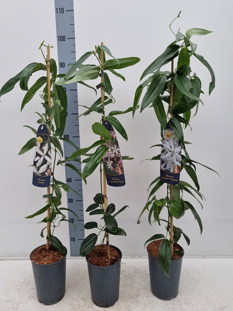 Three potted Clematis armandii &#39;Apple Blossom&#39; (evergreen, fragrant) are supported by bamboo stakes, each with a label showing white or pink flowers. Height chart indicates they are about 100cm tall.