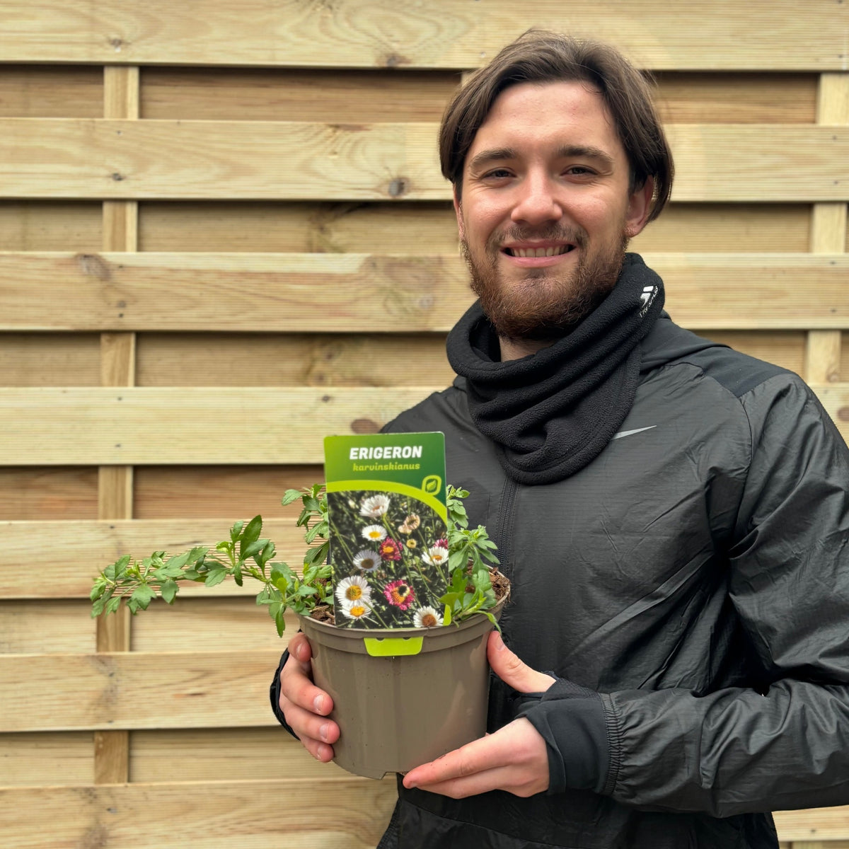 A bearded man in a black jacket and scarf stands by a wooden fence, holding an Erigeron karvinskianus profusion 9cm/2L—perfect for cottage gardens and those seeking easy-care perennials.