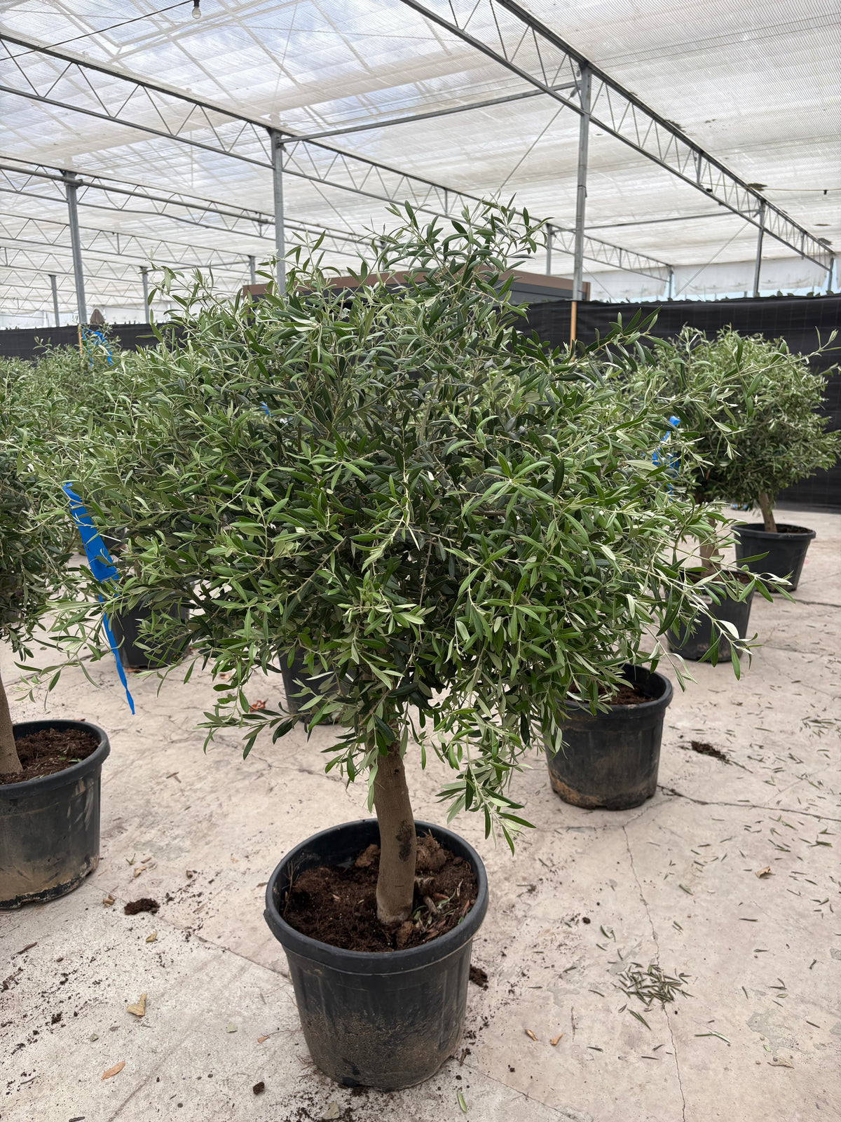 6-12 x Mature Olive Tree 35L (Thick Stem) 1.4-1.5m PALLET DEAL