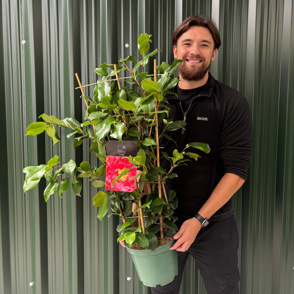 A smiling bearded person holds a Camellia japonica &#39;Dr. King&#39; 50-60cm / 90-100cm, a lush evergreen with green leaves and vibrant red blooms, standing before a green corrugated metal wall.