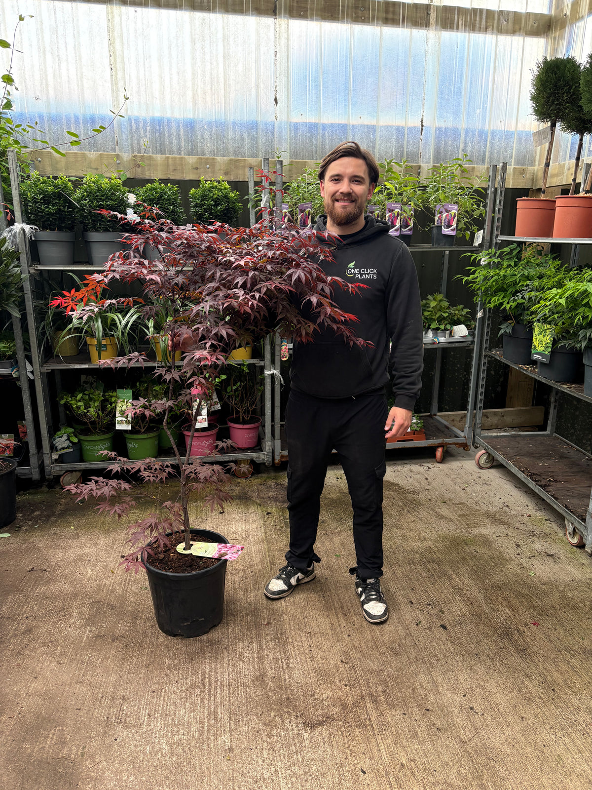 Acer palmatum 'Red Emperor' 20L 140cm