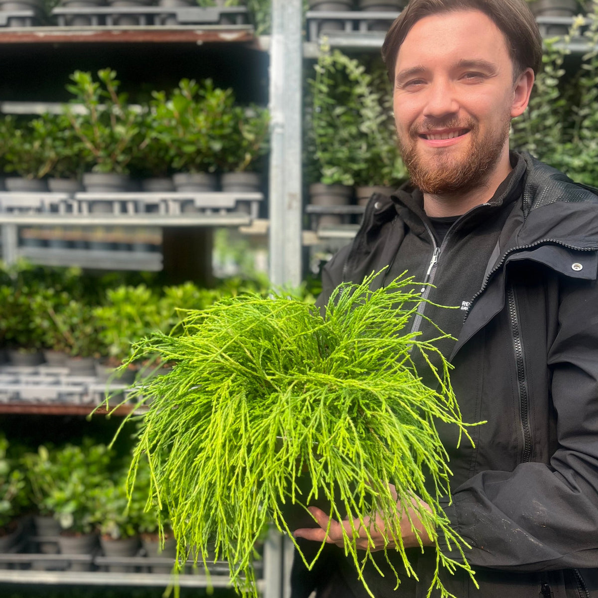 A smiling bearded man holds a Chamaecyparis pisifera &#39;Sungold&#39; 2L, its golden-yellow foliage bright among shelves of vibrant potted plants at a garden center.