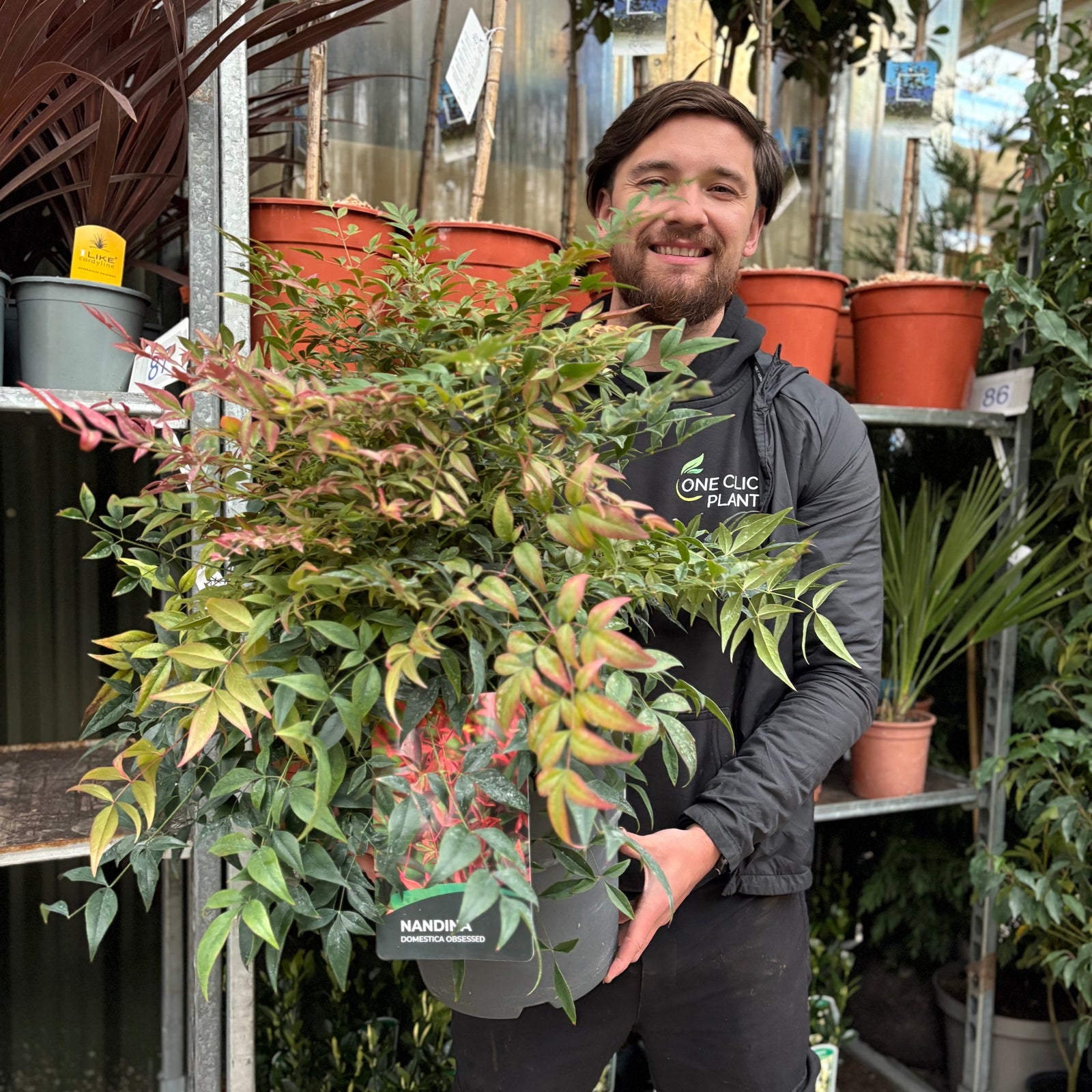 Nandina domestica 'Obsessed' 9cm / 3L / 10: