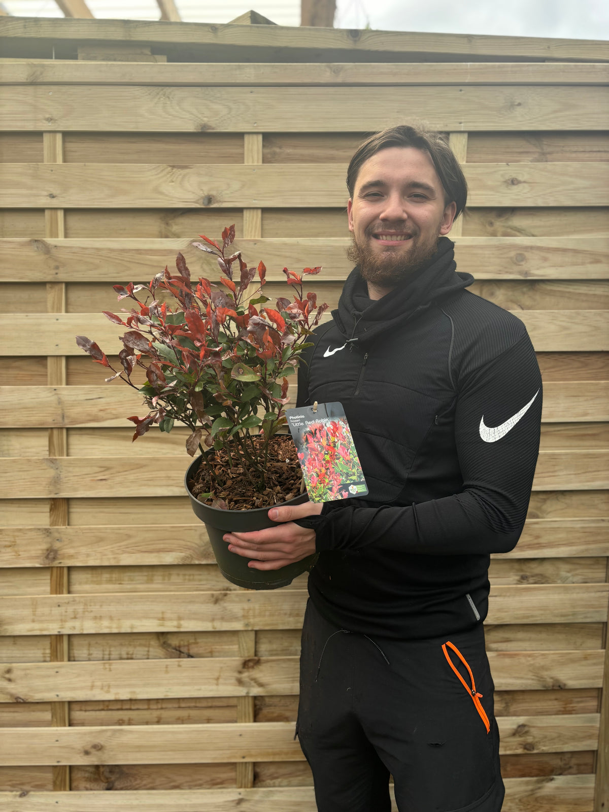 Photinia &#39;Little Red Robin&#39; 9cm -  5L