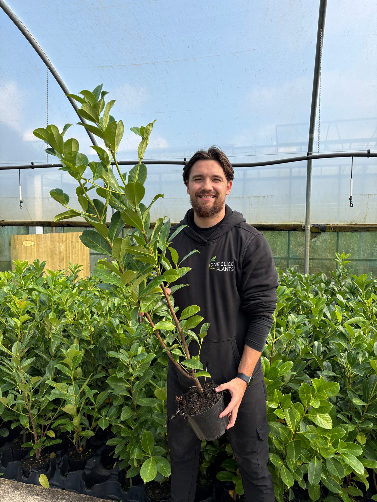 2-3ft (60-90cm) Potted Cherry Laurel Hedge Plants