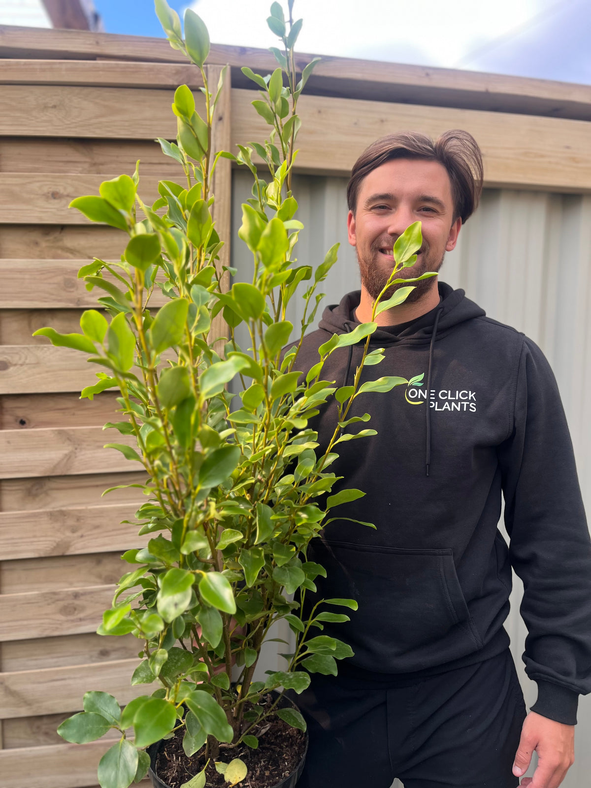 A man in a black hoodie with a ONE CLICK PLANTS logo stands outside by a wooden fence, smiling and holding a 4-5ft Griselinia littoralis (120-150cm) 7L—ideal for a lush privacy screen or evergreen hedge.