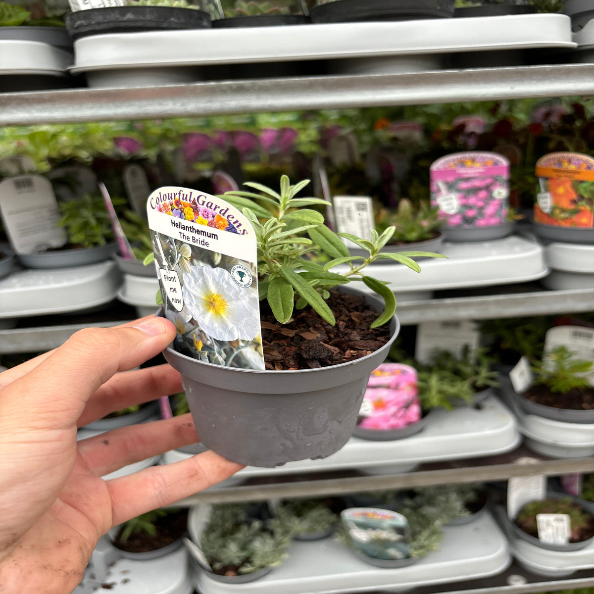 A hand holds a Helianthemum &#39;The Bride&#39; 9cm, a hardy perennial with evergreen foliage, in front of shelves displaying various other potted plants at a garden center.