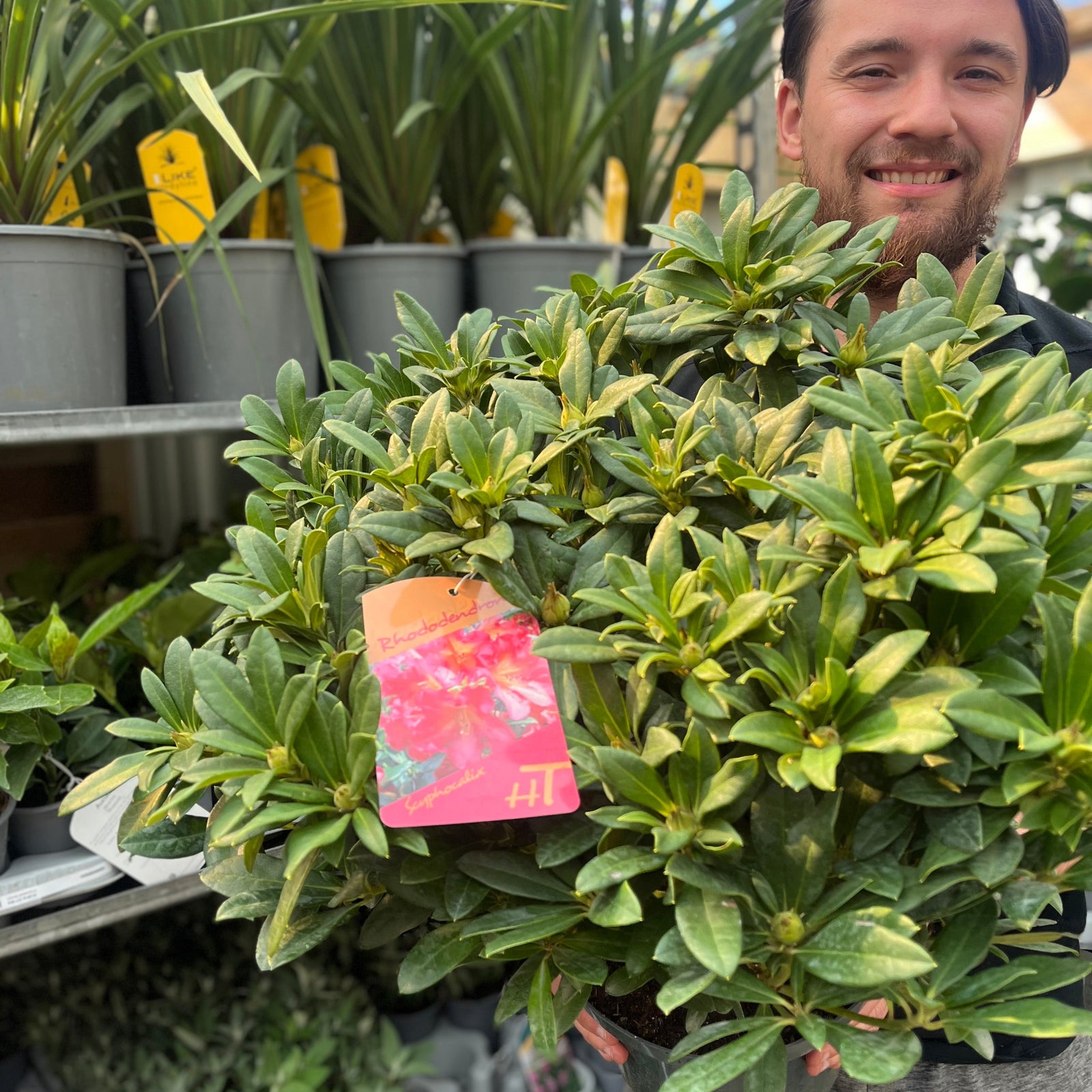 A smiling man in a black jacket holds a Rhododendron hybride 'Scyphocalix' 5L (60-70cm inc. pot) in a garden center, surrounded by green plants and pots—an ideal evergreen shrub for woodland gardens.