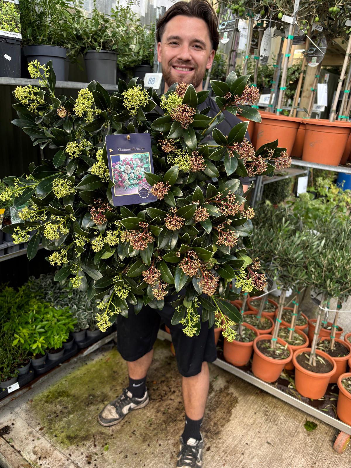 Skimmia japonica ‘Duo-Colour’ 10L (50cm dia.)