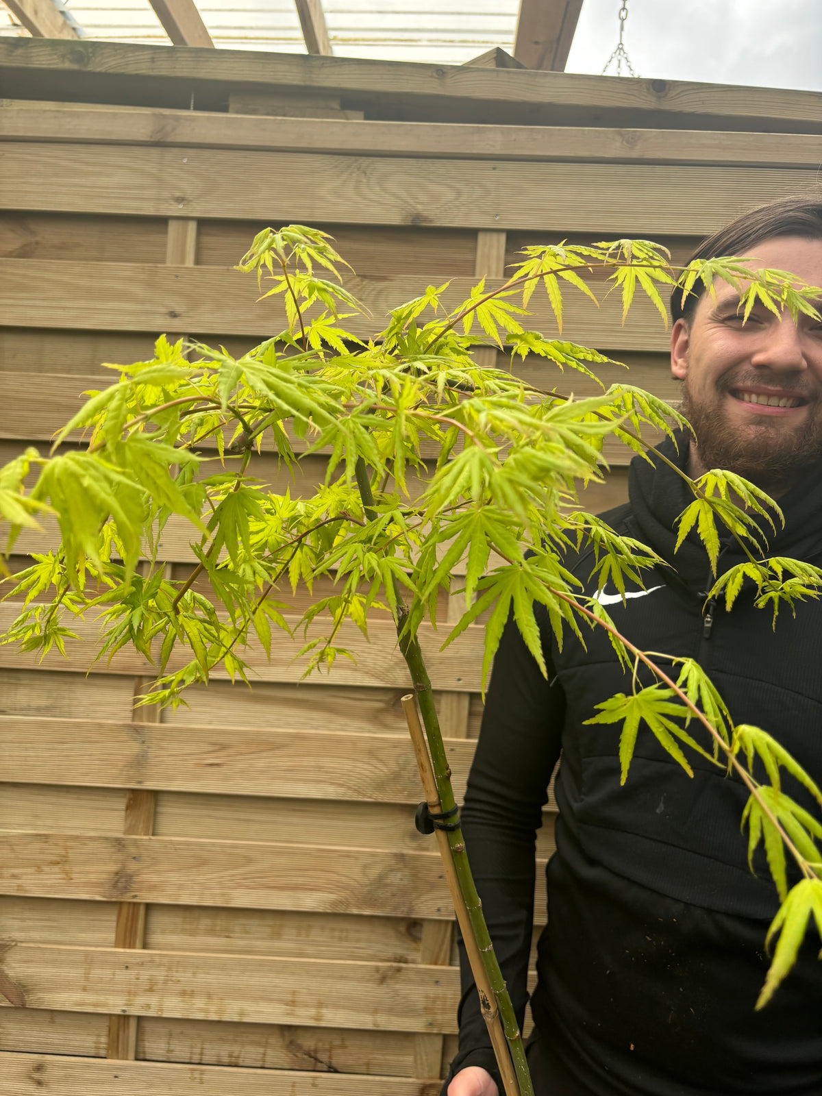 A person in a black jacket stands outside, smiling as they hold a potted Acer palmatum &#39;Cascade Citrine&#39; Standard (100cm) with vibrant yellow-gold foliage, in front of a wooden fence.