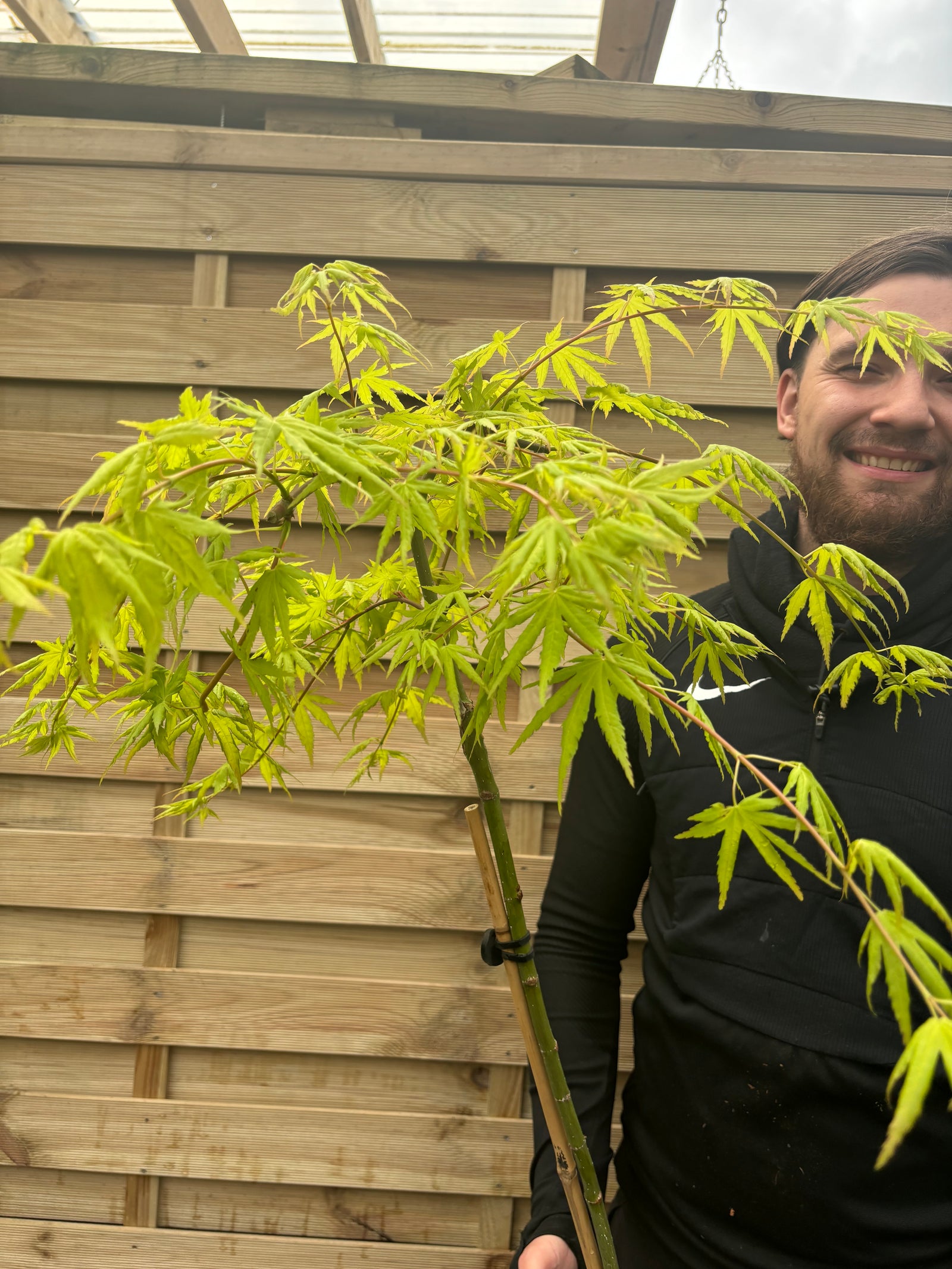 A man in black sportswear stands before a wooden fence, smiling and holding an Acer palmatum 'Cascade Citrine' Standard (100cm) patio tree with bright green leaves. A labeled pot with the word “Acer” is visible.