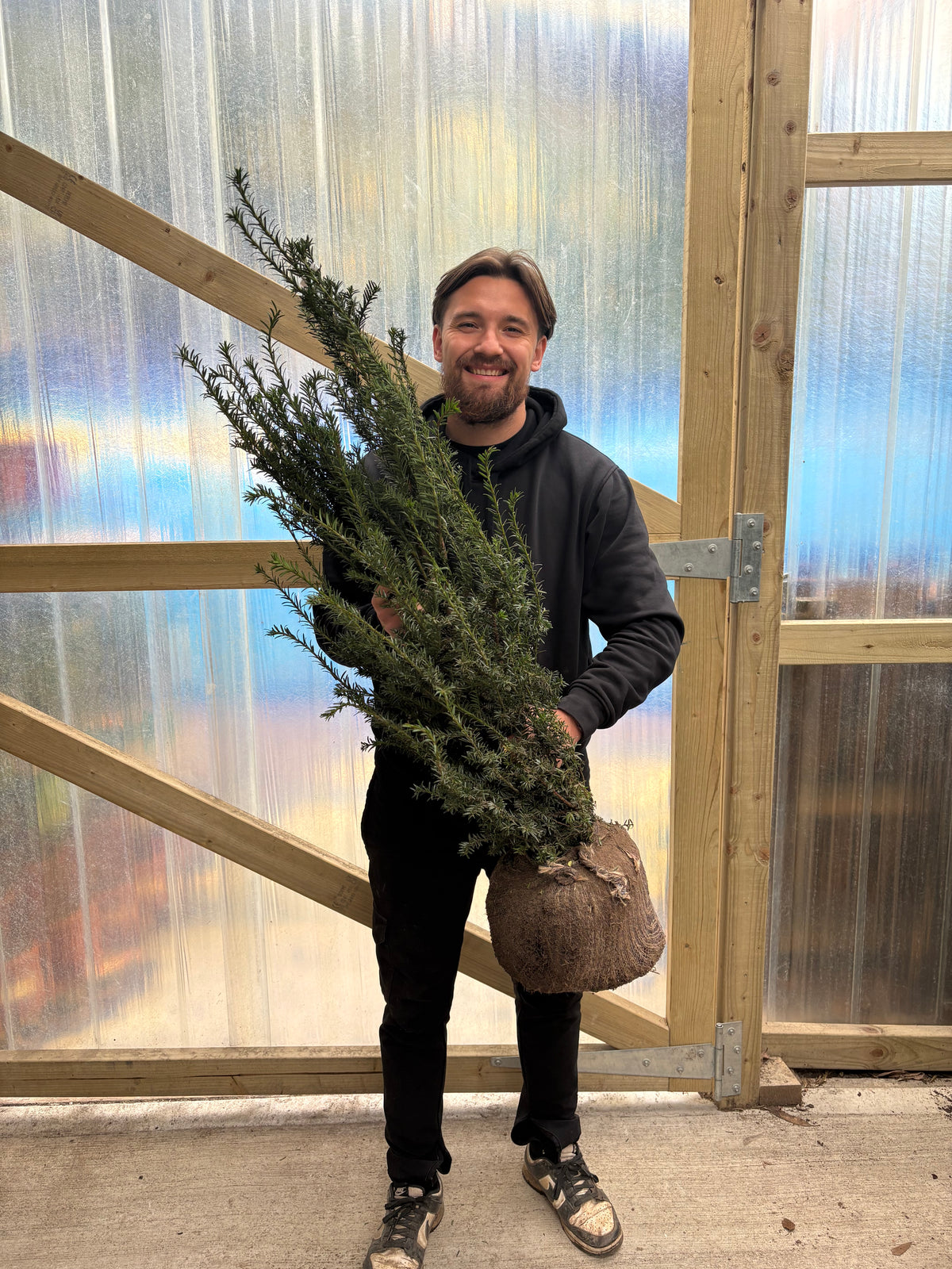 2-3ft Taxus baccata Rootball (60-90cm)