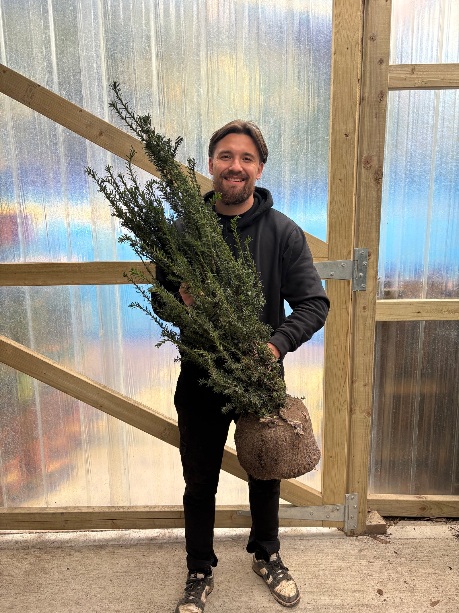 2-3ft Taxus baccata Rootball (60-90cm)