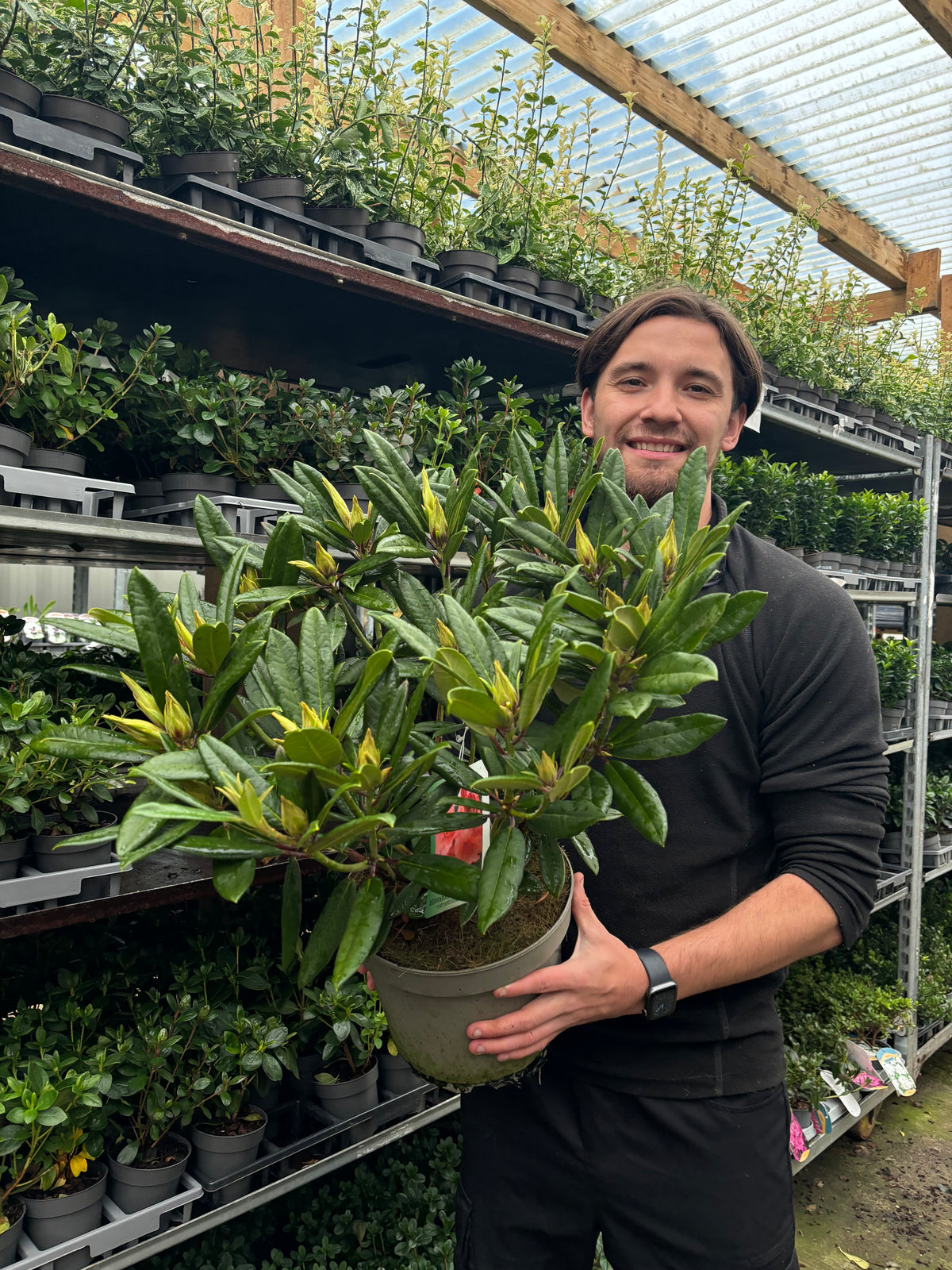 A person wearing a black sweater smiles while holding a Rhododendron &#39;Tortoiseshell Orange&#39; 5L in a greenhouse, surrounded by shelves filled with various green plants.