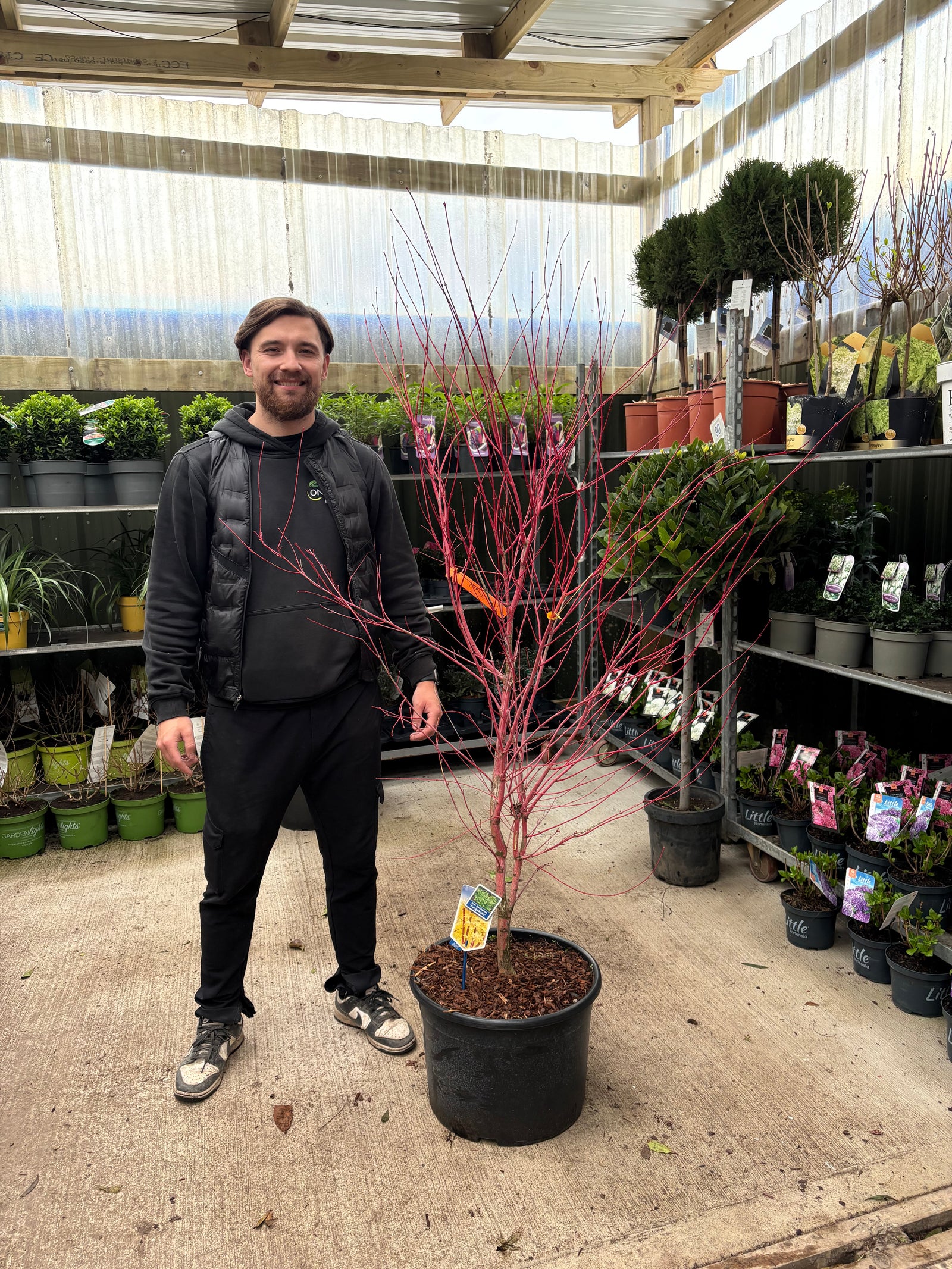 Acer palmatum 'Sangokaku' 32L 170cm