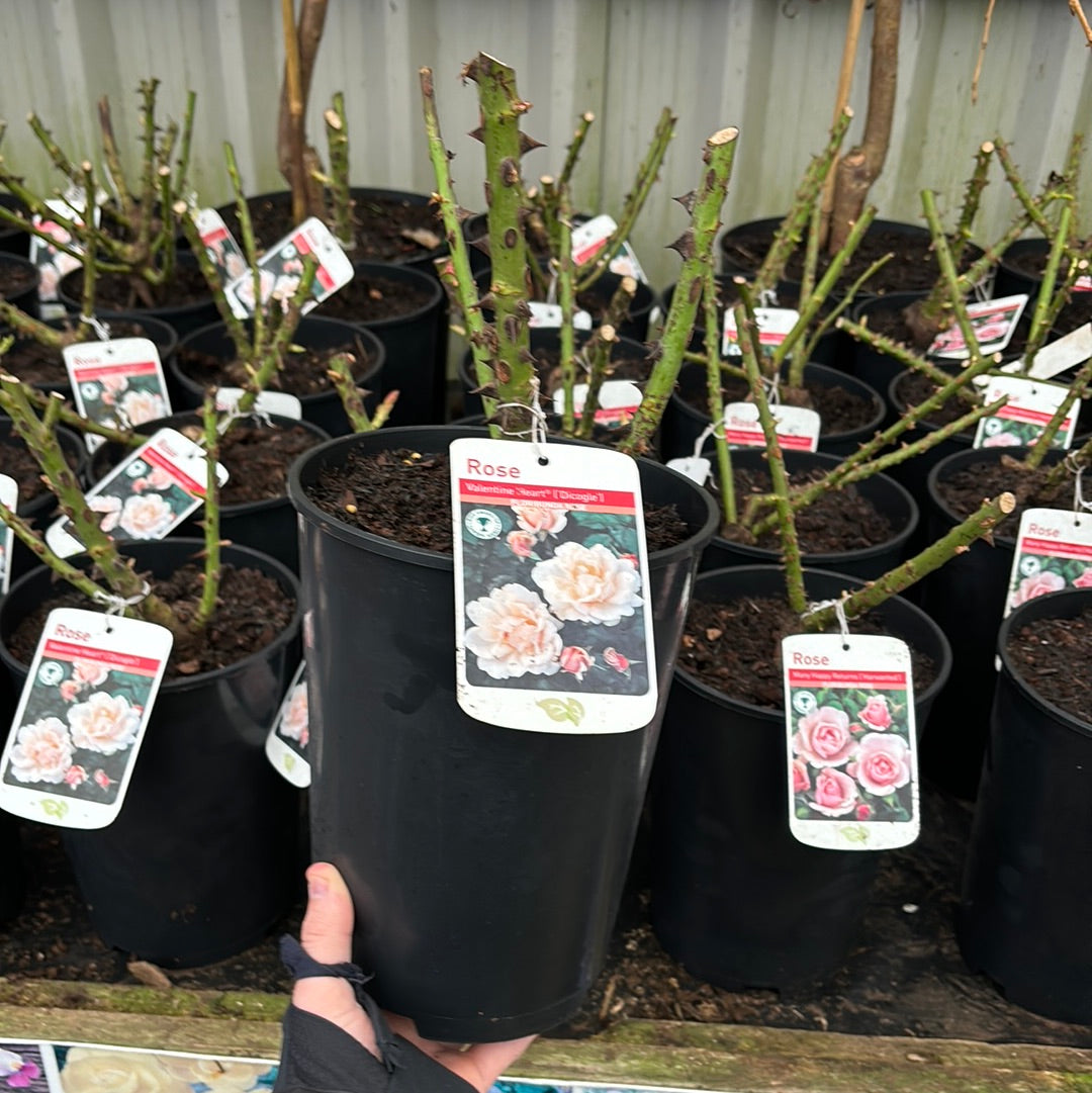 A hand holds a black pot with a bare Valentine Heart Floribunda Rose 4L (PRE ORDER DECEMBER &#39;25) plant, its tag featuring white and pink flowers. Similar tagged rose plants are neatly arranged on a shelf in the background.