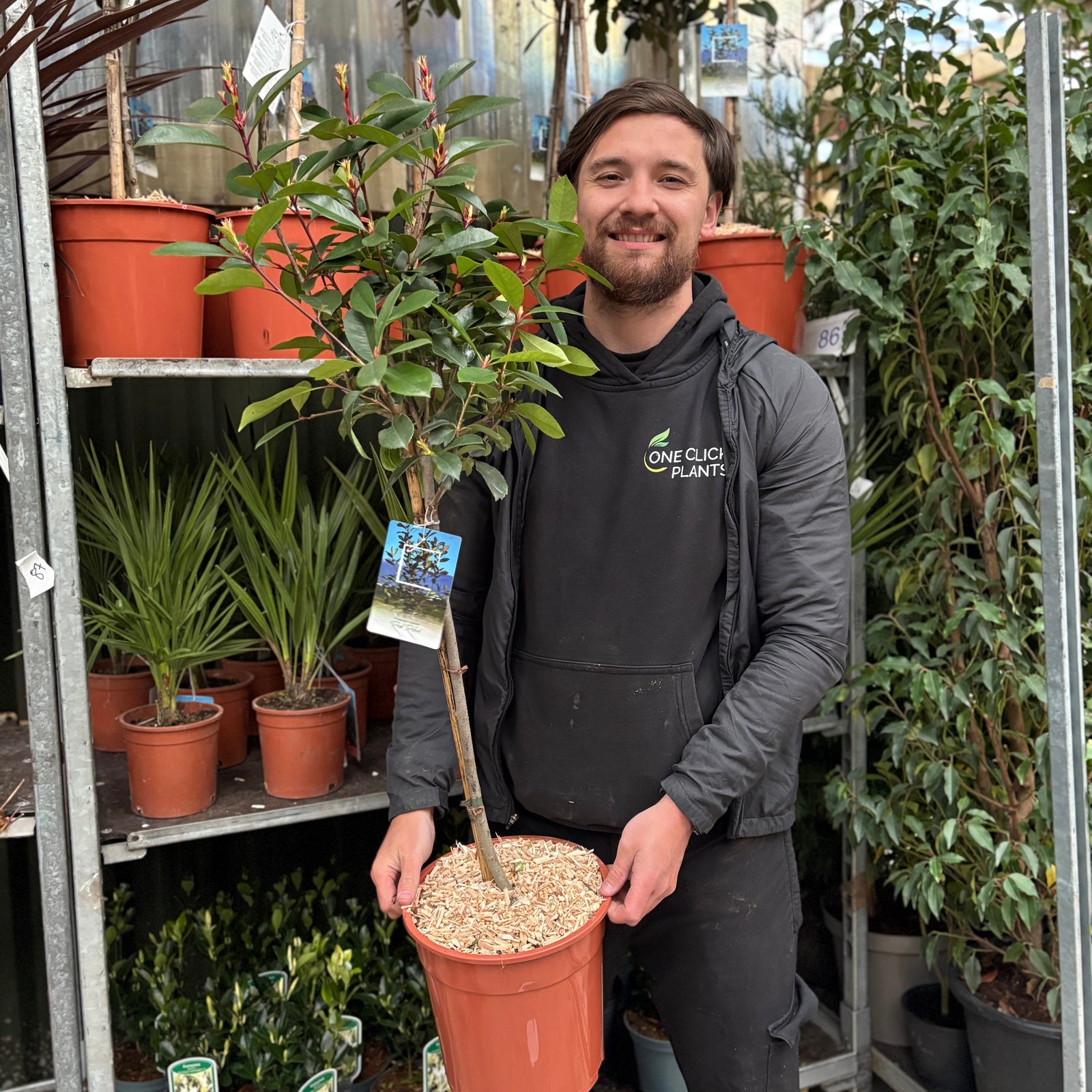 A smiling man in a black shirt holds a Special offer: Half Standard Photinia 'Red Robin' 100cm (2 for £54.99) with green and reddish leaves, standing outdoors in front of a wooden fence.