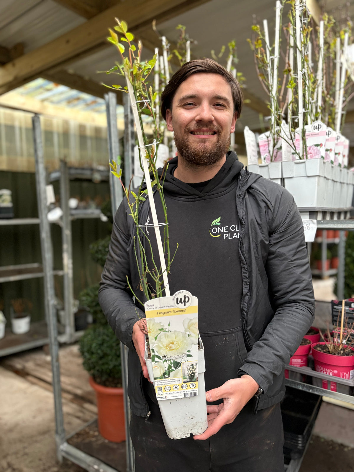 Climbing Rose 'Crazy In Love' - Vanilla 2L