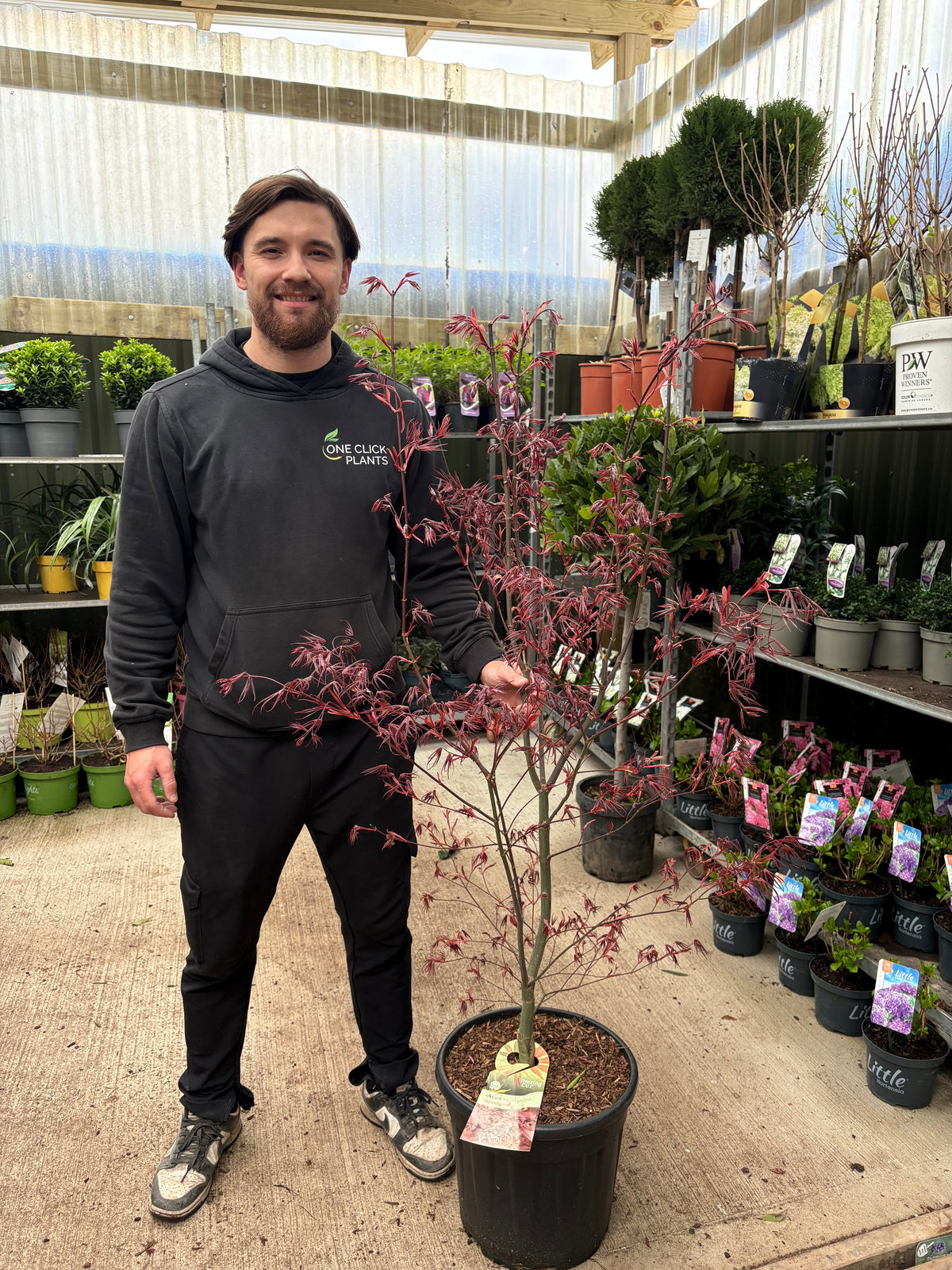 Acer palmatum 'Bloodgood' 3L / 10L / 70L / 90L