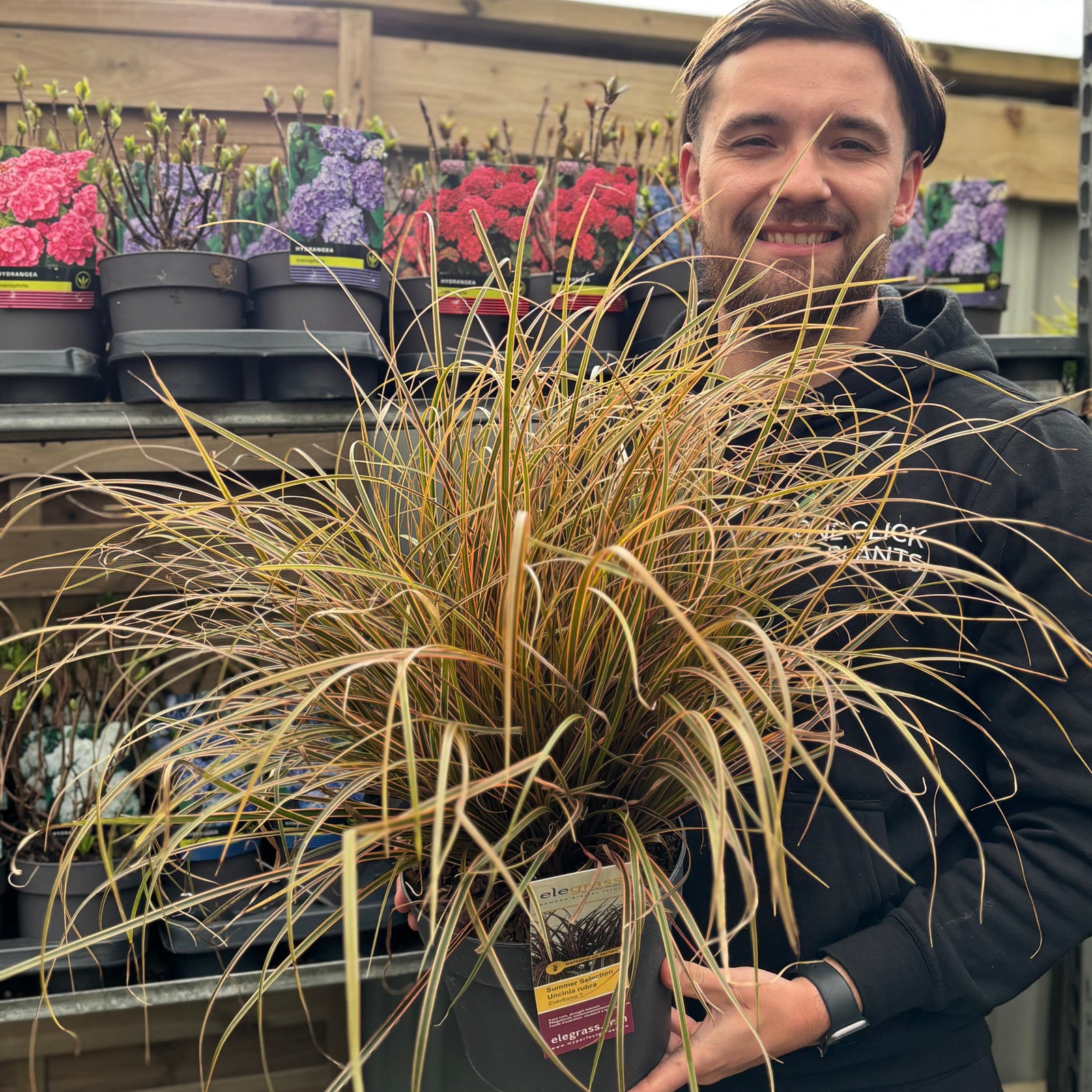 A smiling man in a black hoodie stands in a garden center, holding a Uncinia Rubra 'Everflame' Ornamental Grass 3L with vibrant red-bronze foliage. Behind him, shelves are filled with colorful potted flowers and plants.