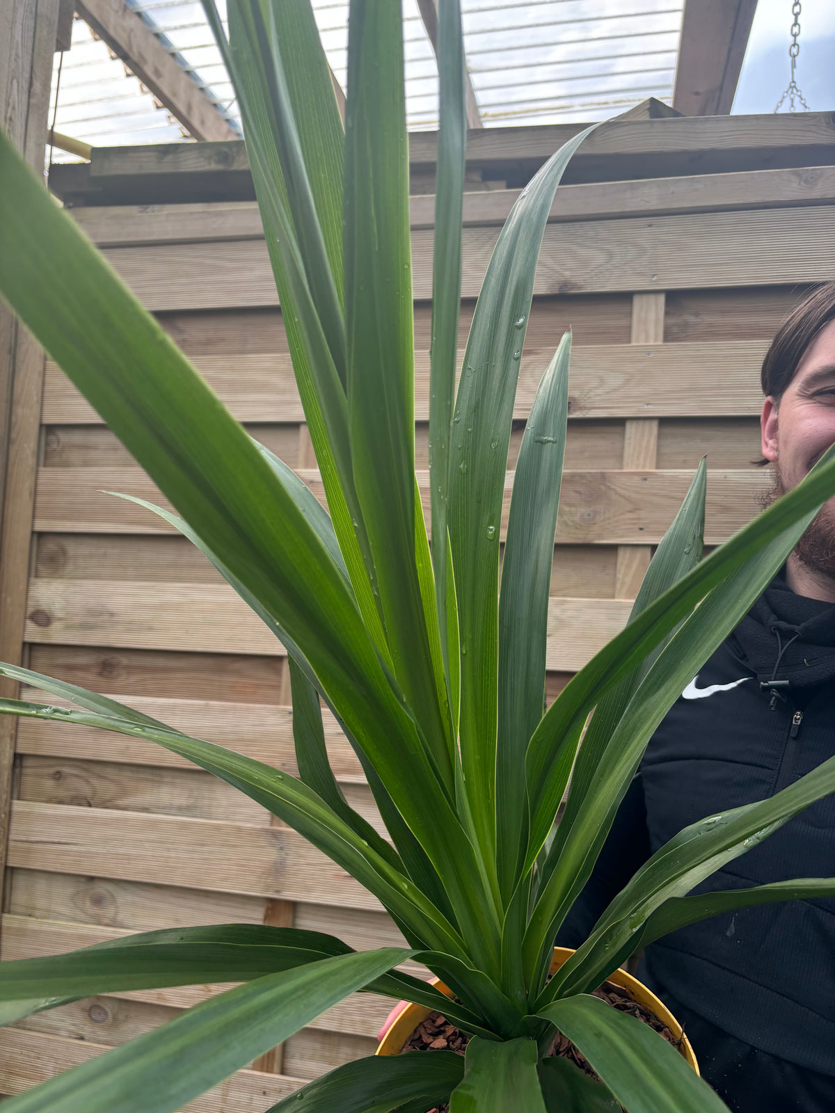 A striking Cordyline &#39;Emerald Star&#39; 5L (80-90cm), with bold green spiky leaves, stands in a pot in front, partly concealing wooden fence panels and a person in a black jacket behind its lush foliage.