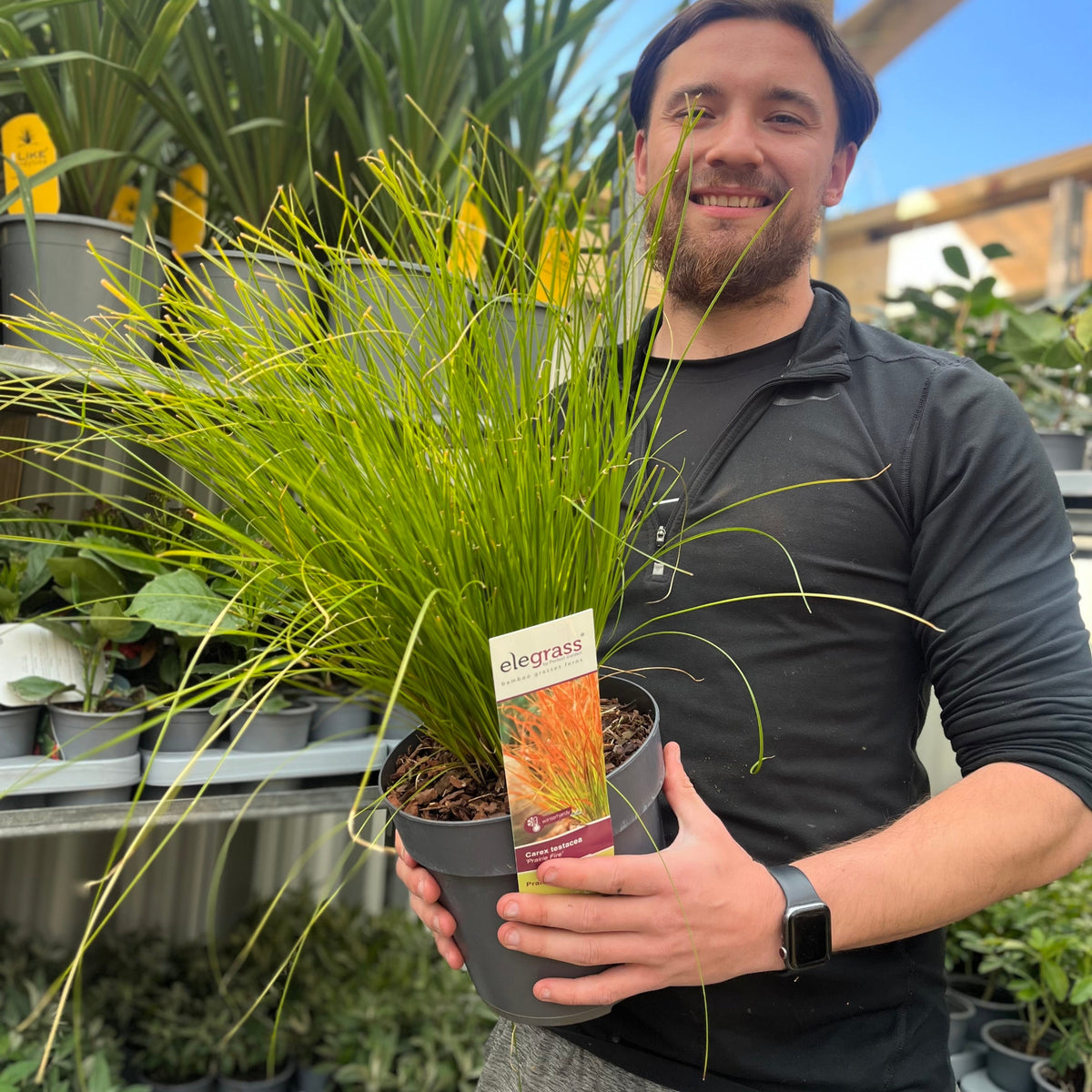 A person smiles while holding a Carex testacea &#39;Prairie Fire&#39; Grass 3L at a garden center, surrounded by other potted plants.