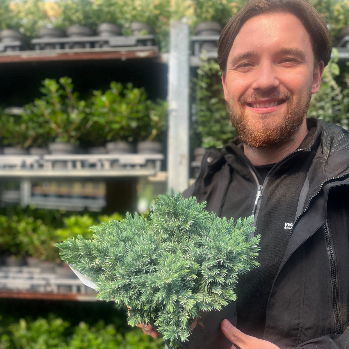 Juniperus squamata &#39;Blue Star&#39; 2L