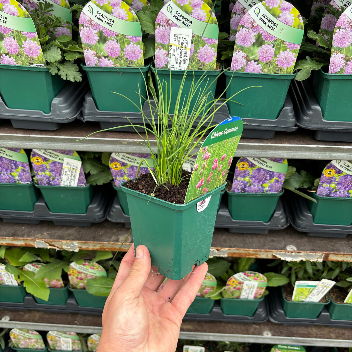 A hand holds a 9cm Chives (Herb) pot—perfect for any herb garden. In the background, trays of similar-sized pots with purple-flowering Scabiosa line the store display shelf.