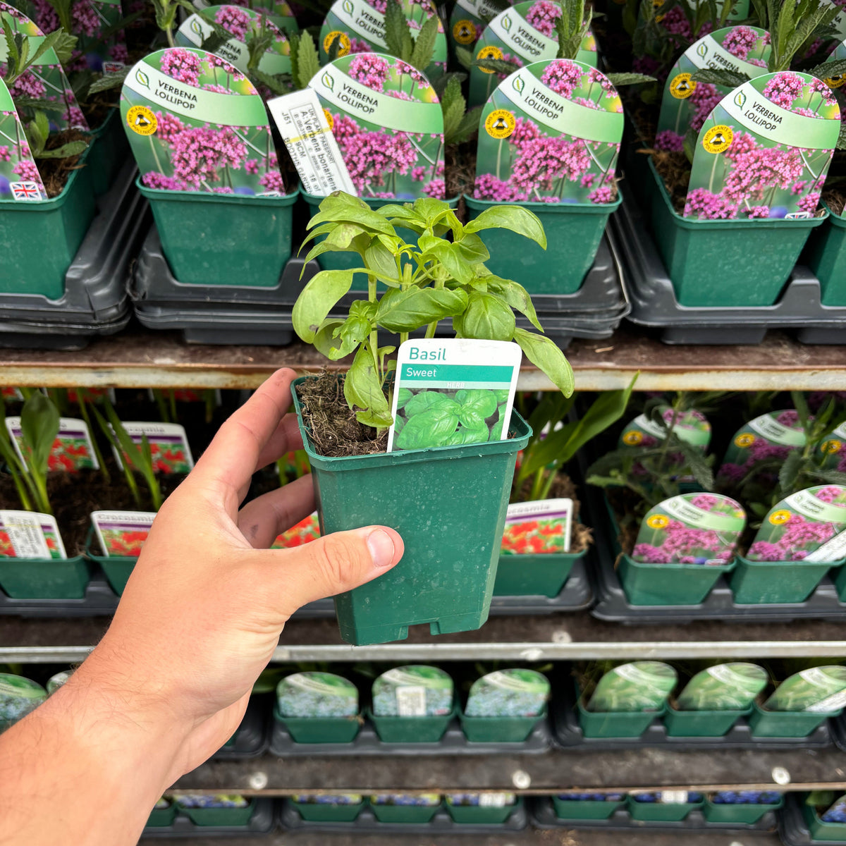 A hand holds a Sweet Basil (Herb) 9cm plant in front of a garden center display featuring various kitchen herbs and flowers.